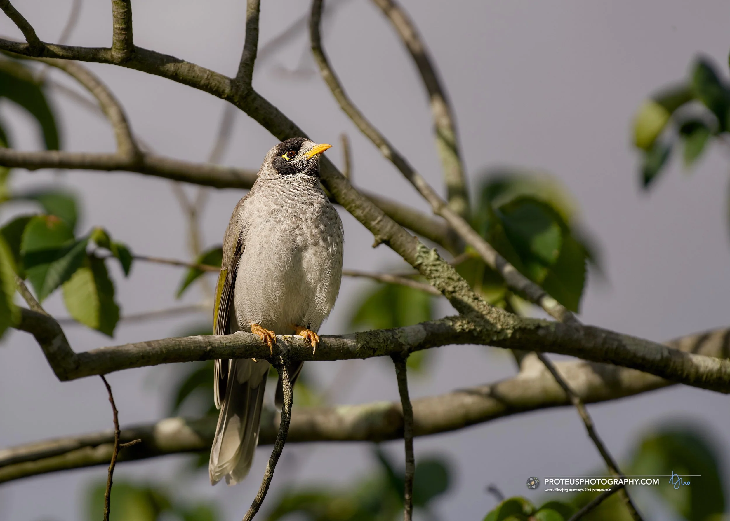 Noisy Miner (Manorina melanocephala), a native Australian honeyeater.