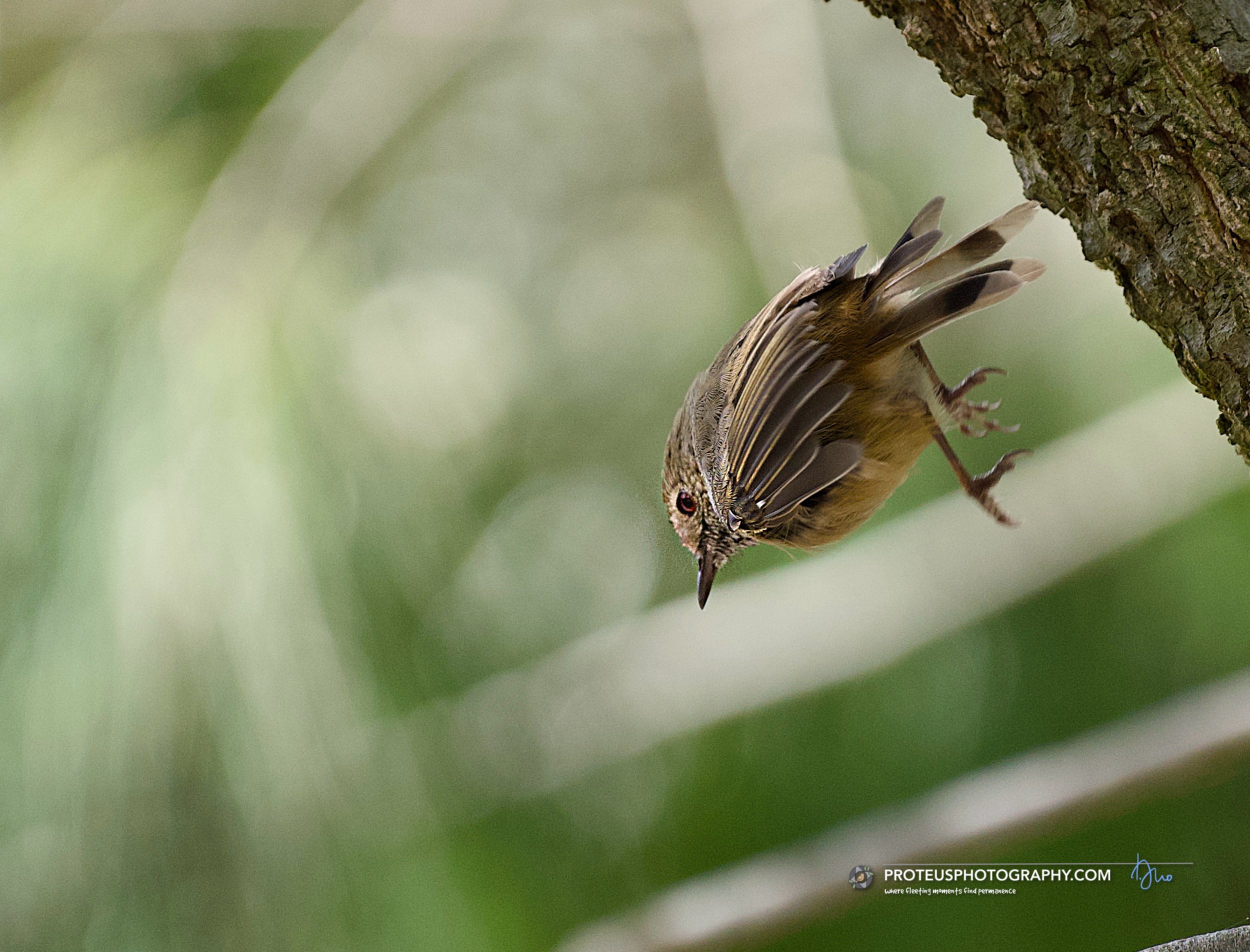 brown thornbill (Acanthiza pusilla)