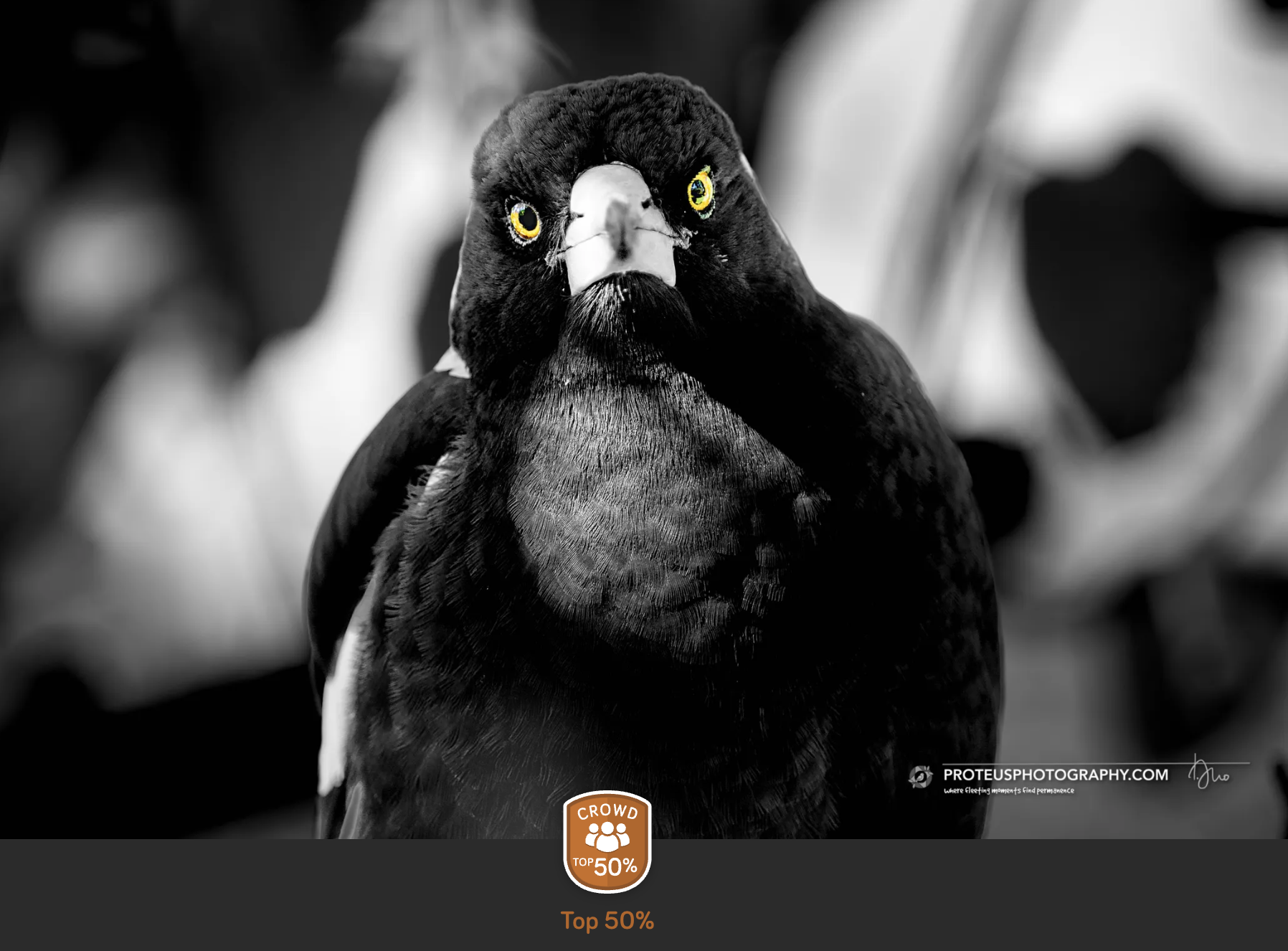Magpie staring ahead