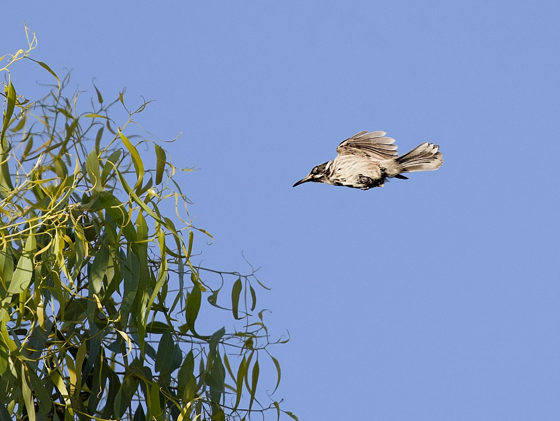 new holland honeyeater in flights