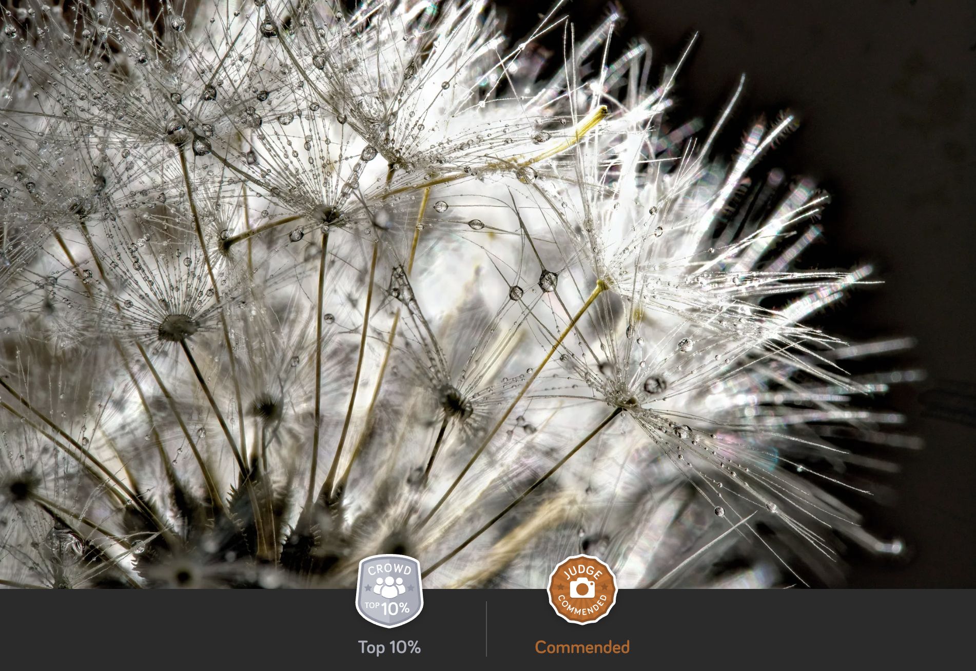 dandelion