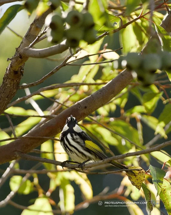 howdee, doodee - new holland honeyeater (ohylidonyris novaehollandiae)