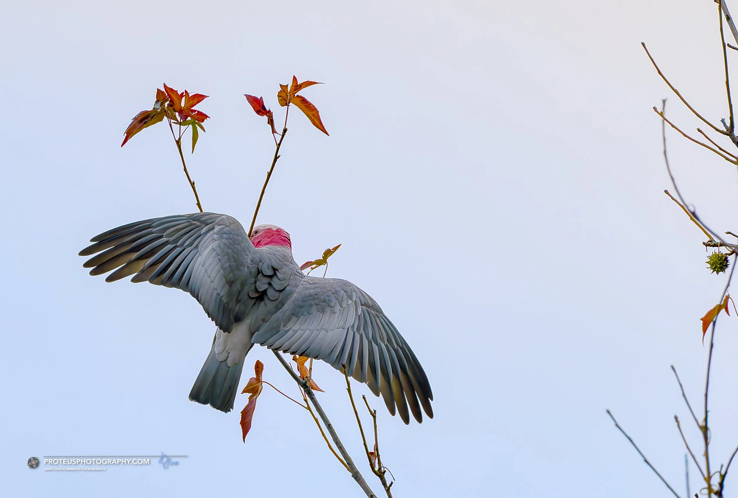 Galah in Strife
