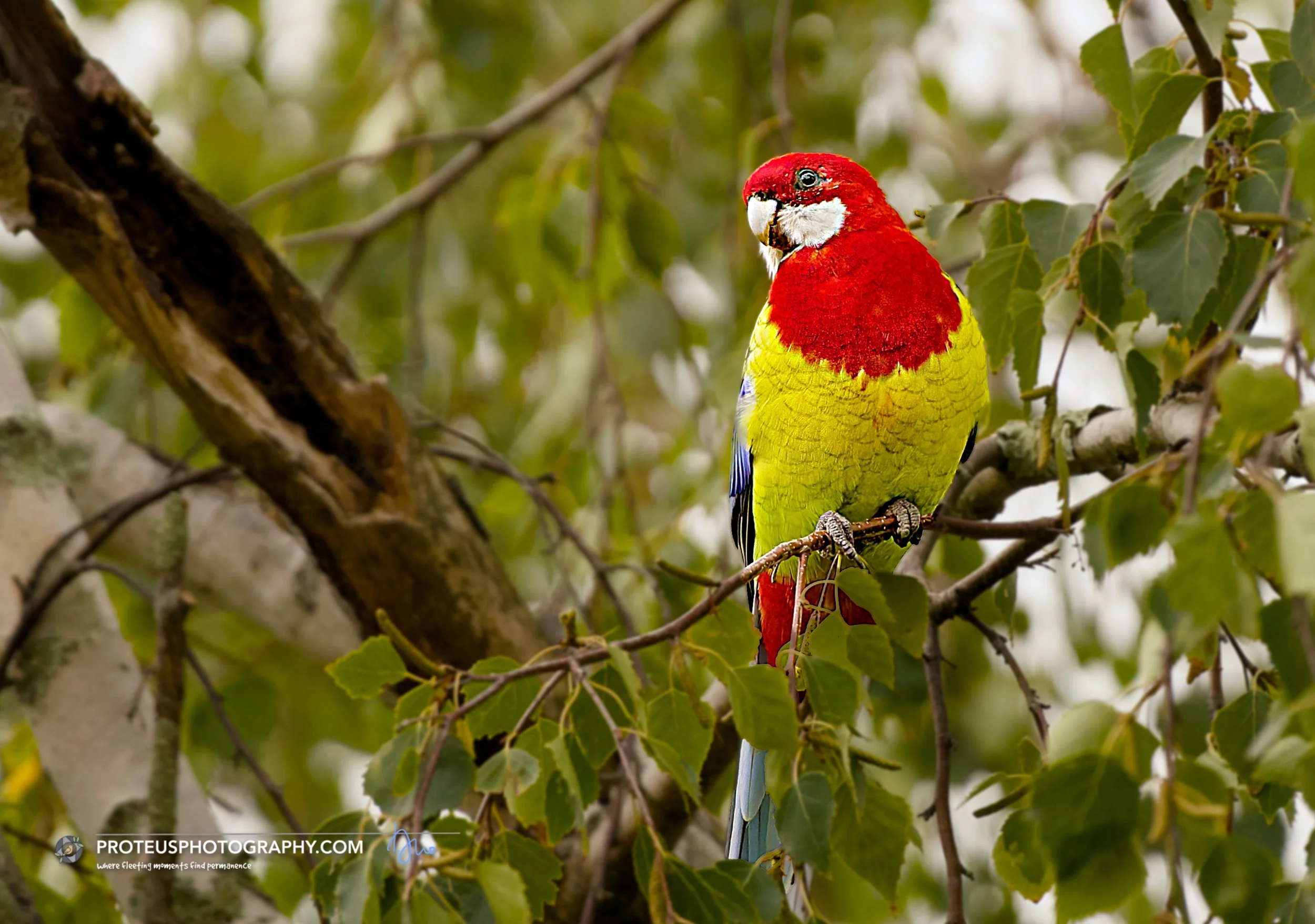  Eastern rosella (Platycercus eximius)