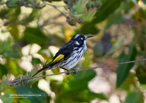 "how's my side profile"  is the new holland honeyeater (ohylidonyris novaehollandiae)