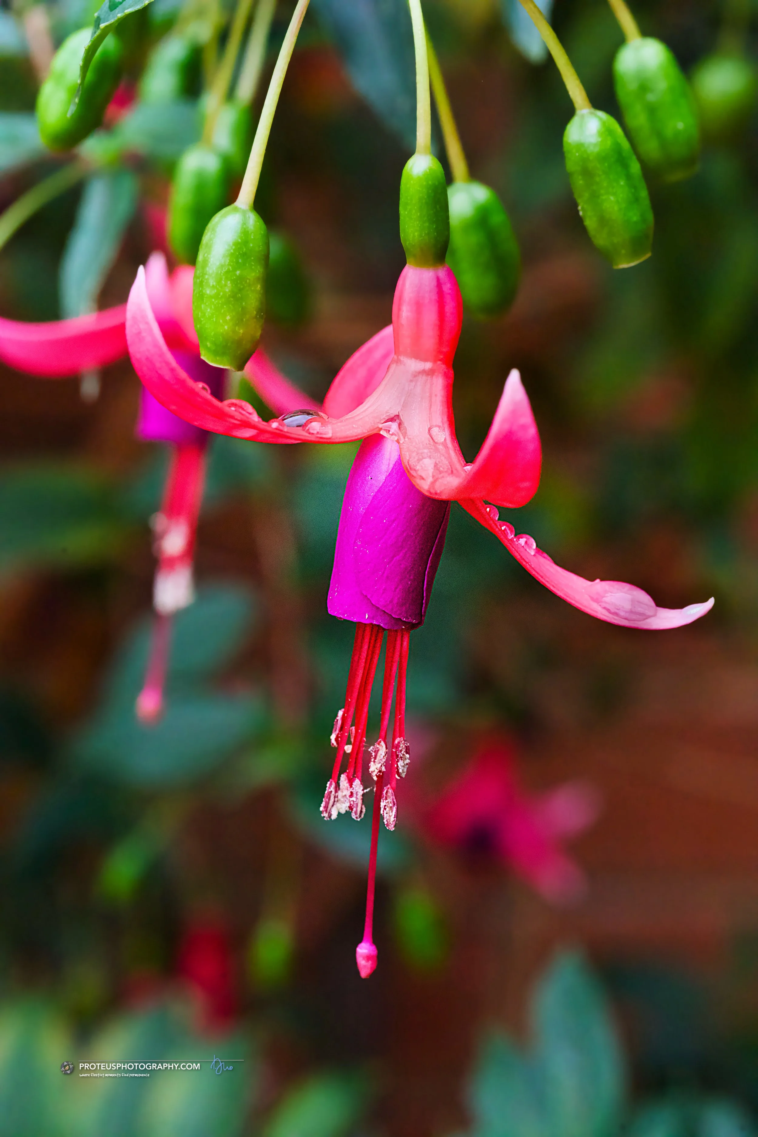 droplets like diamonds