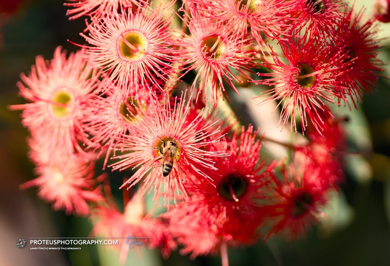 red flowering gum (corymbia ficifolia)