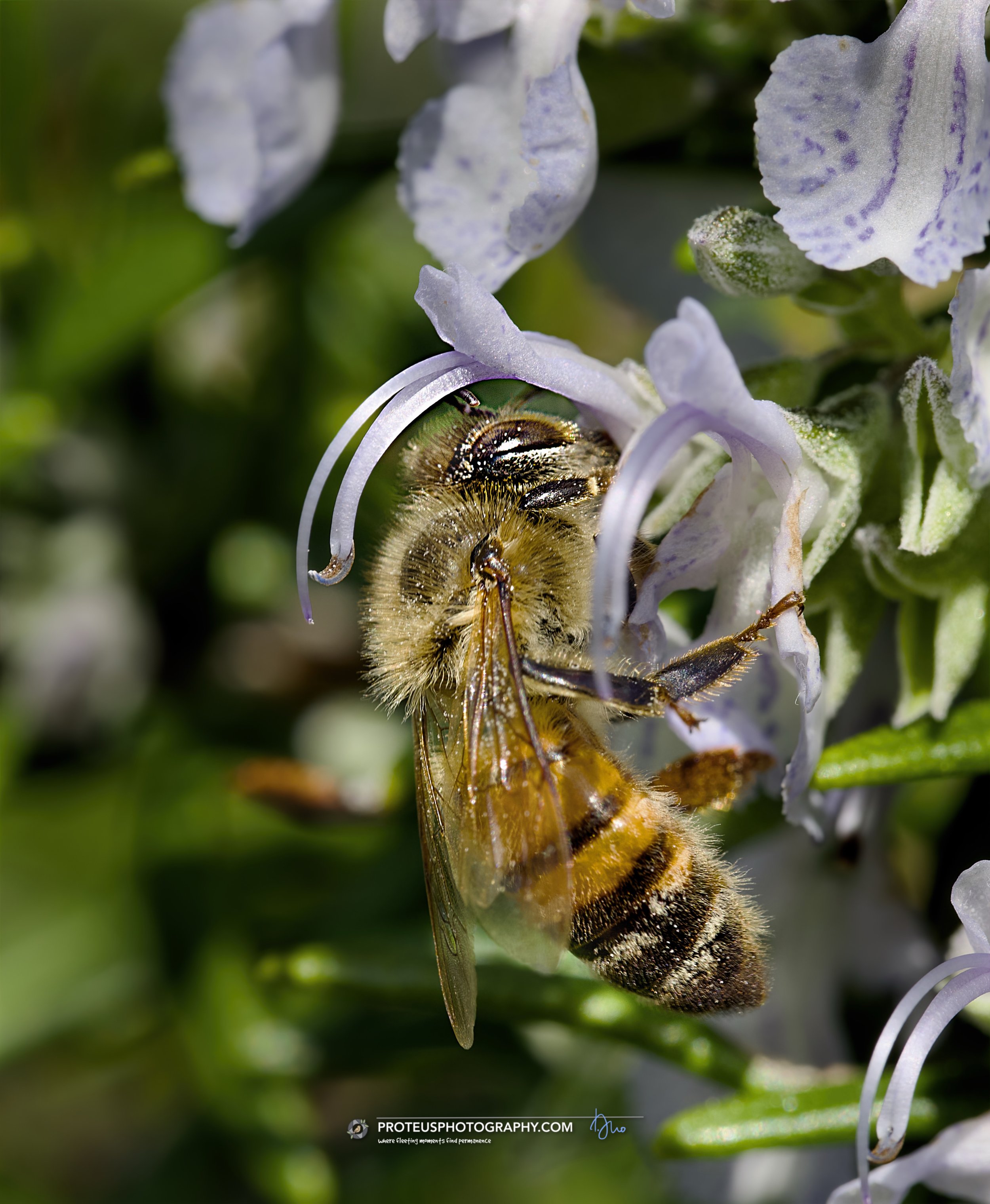 honey bee (apis mellifera)