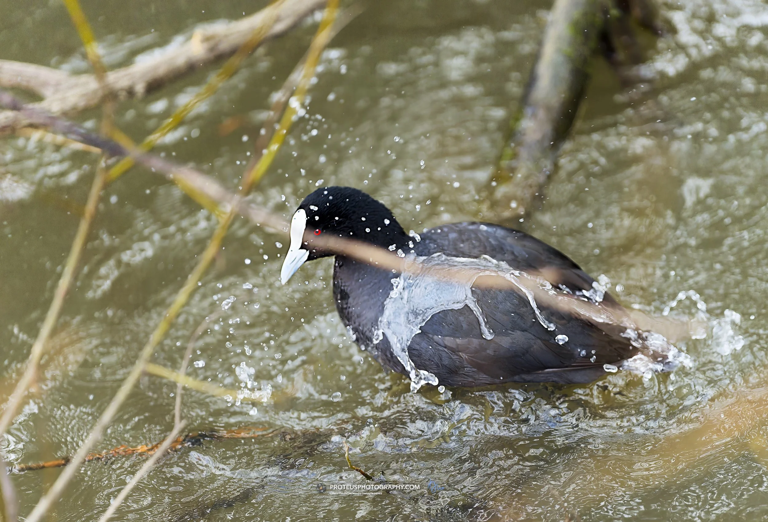 Eurasian coot (Fulica atra)