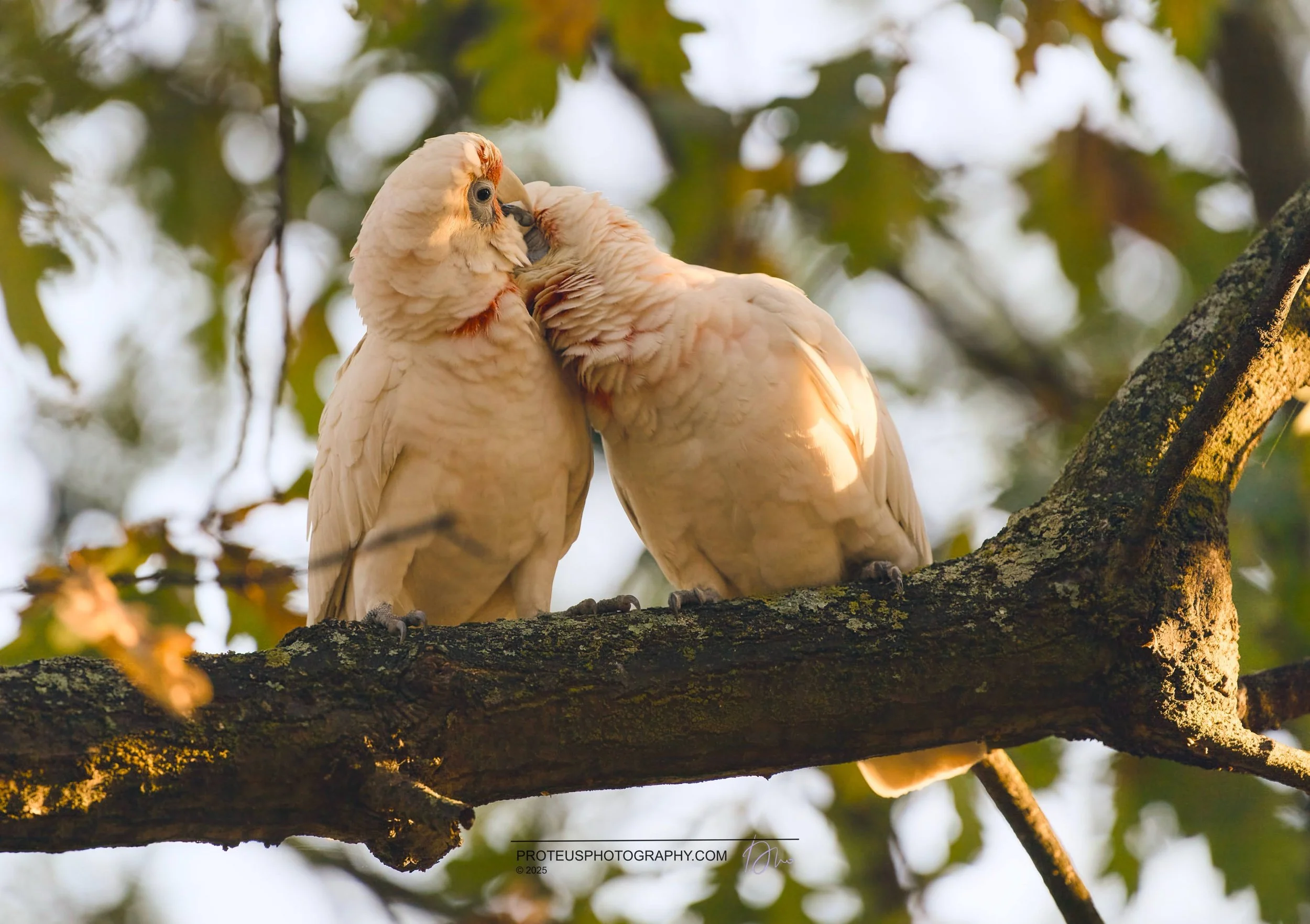 Two pink cockatoos on a tree branch, touching beaks affectionately, with blurred green foliage in the background.