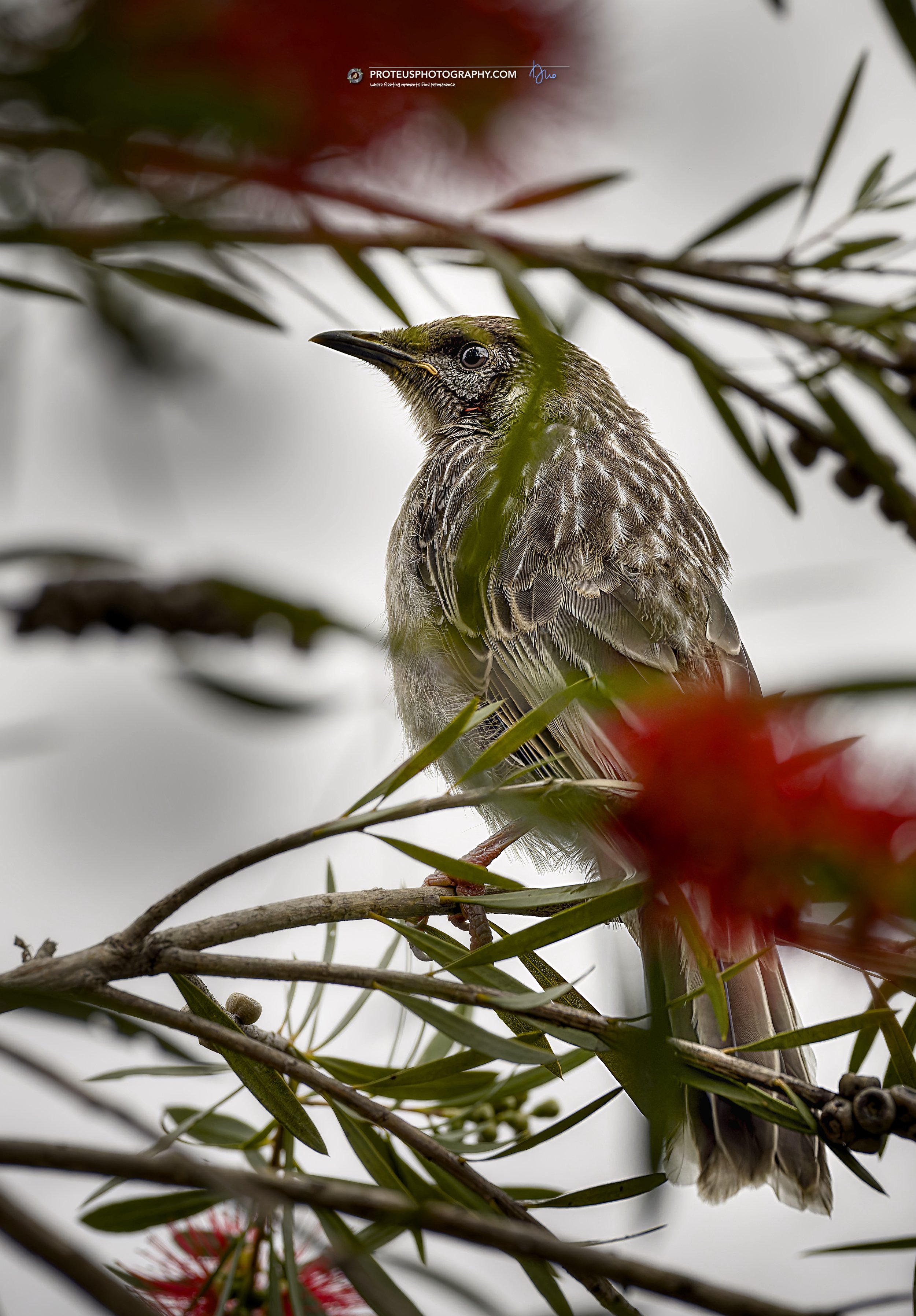 Red Wattlebird (Anthochaera carunculata) 