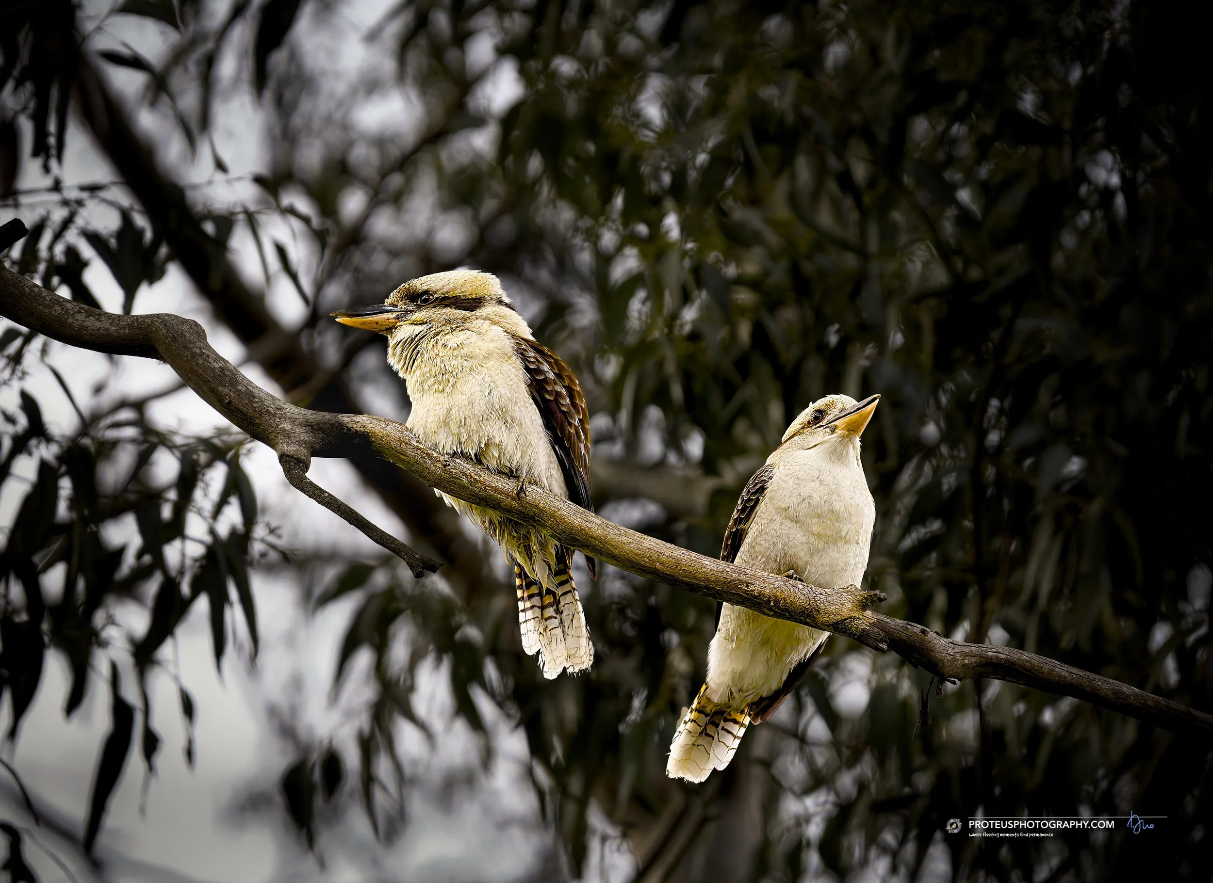kookaburra