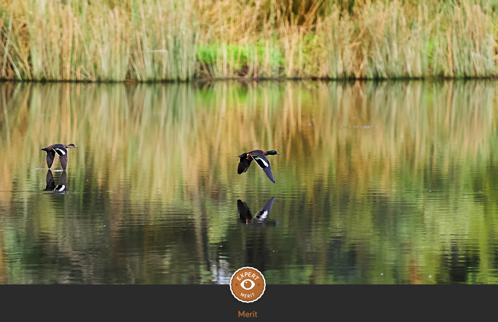 ducks on pond