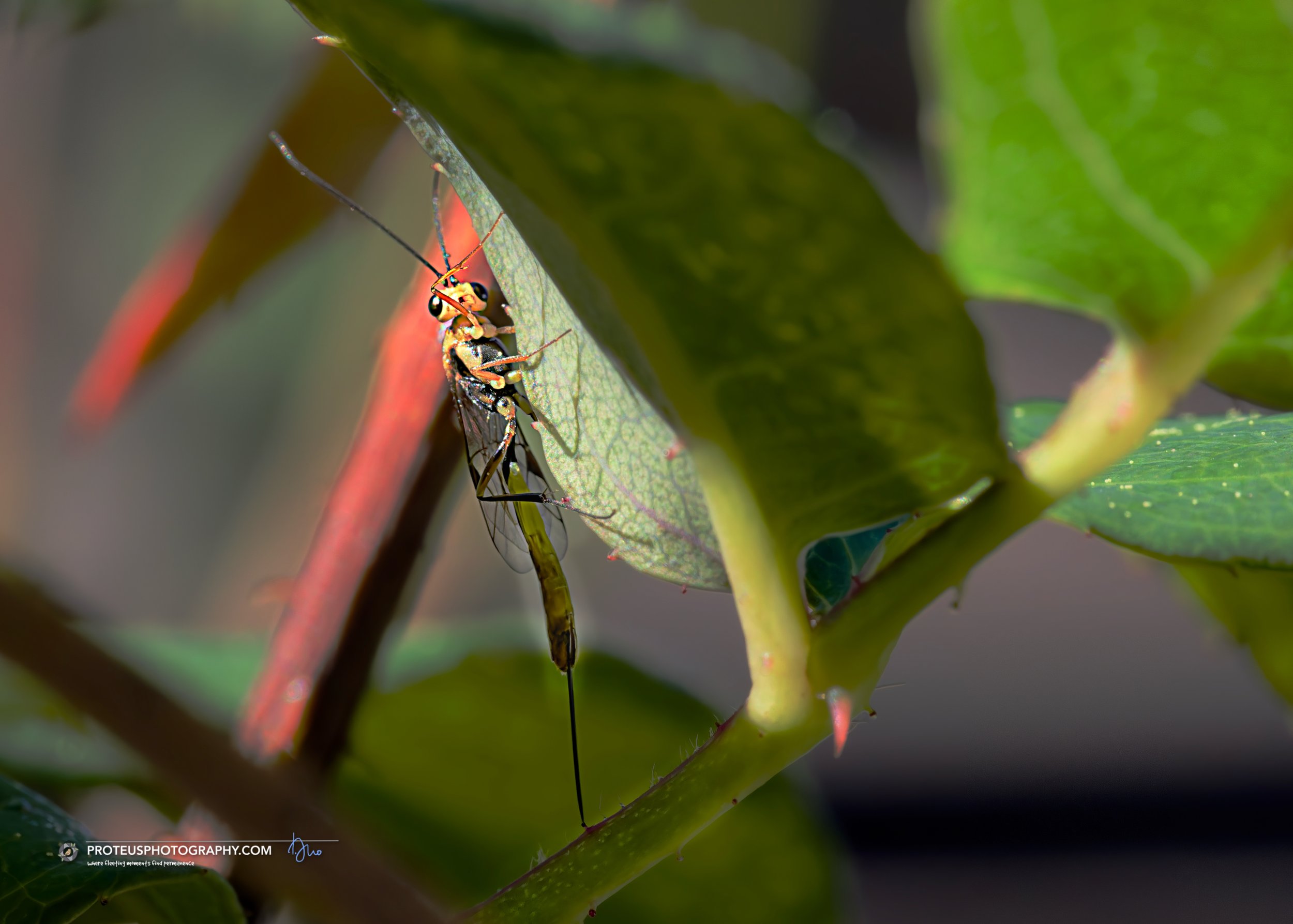 Darwin wasp (ichneumon) - female parasitoid wasp from the family Ichneumonidae 