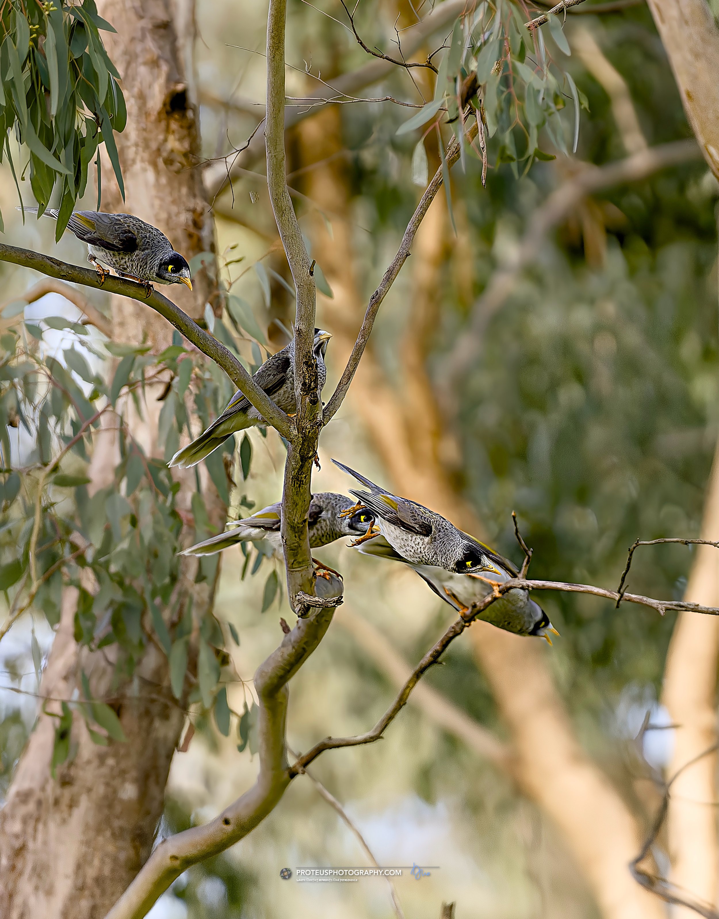 noisy miners excited