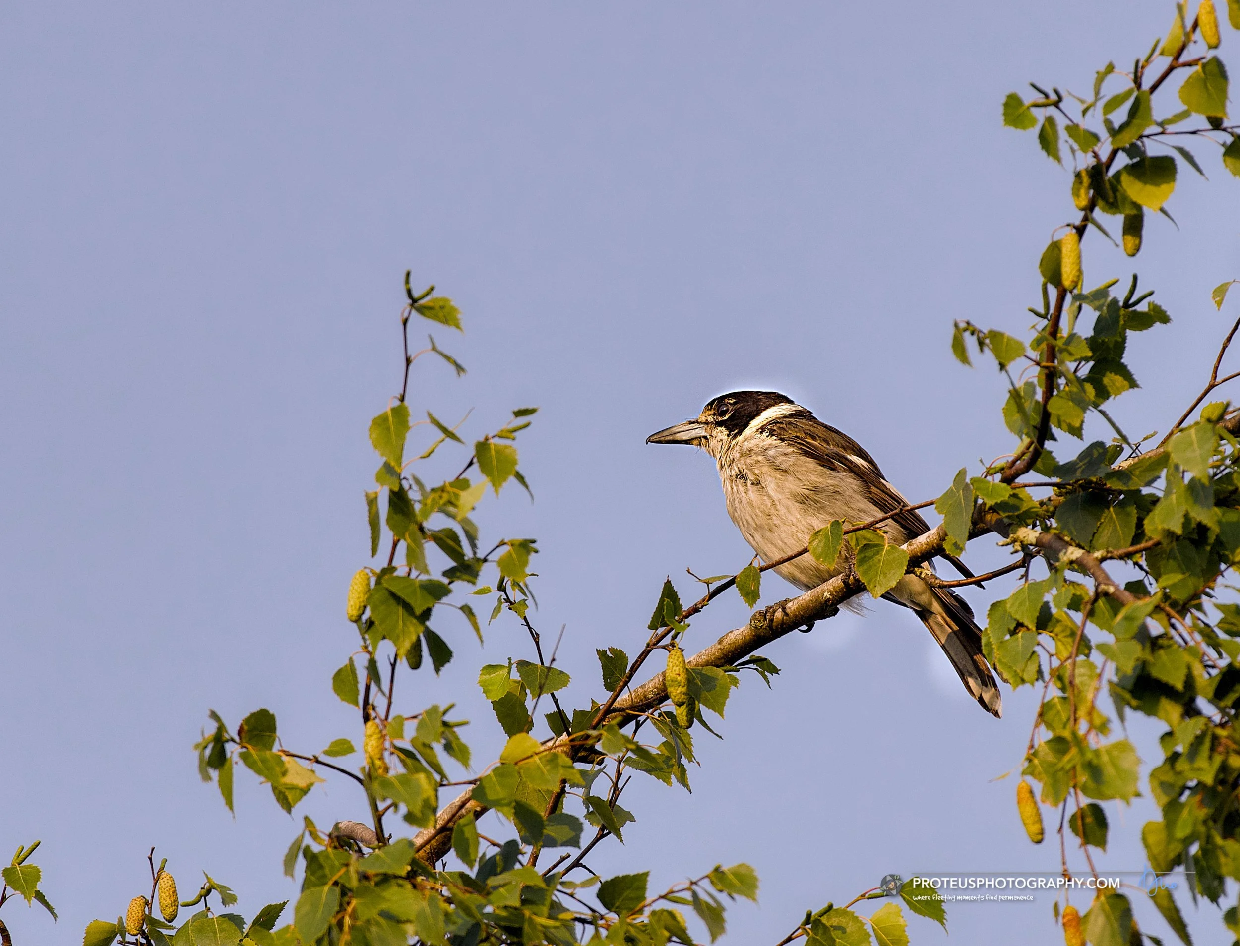 butcherbird