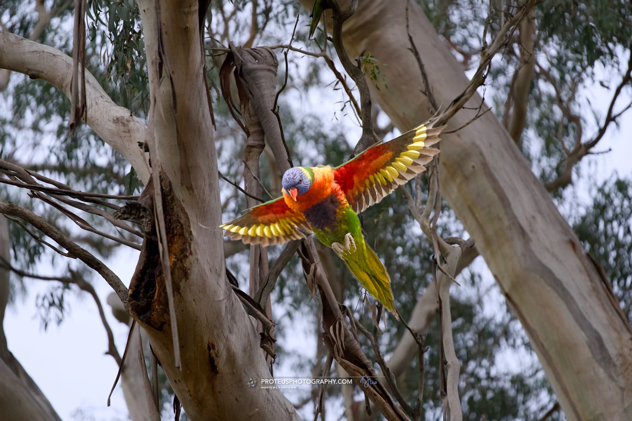 Colorful bird with outstretched wings perched on a tree branch with a pale bark, surrounded by green foliage.