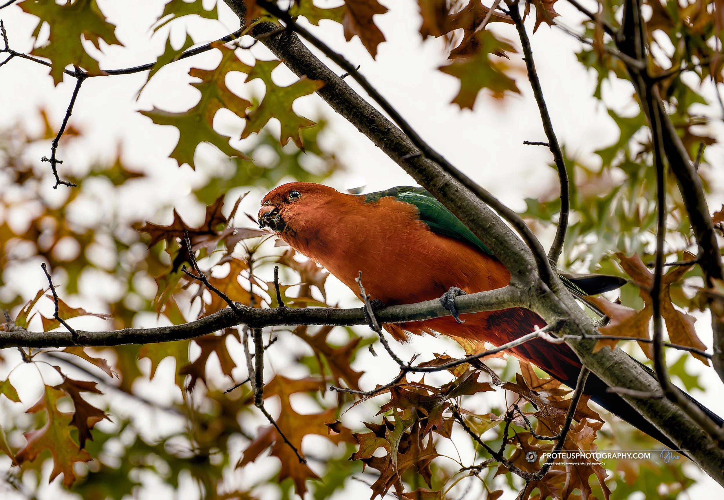 Australian king parrot (Alisterus scapularis) 