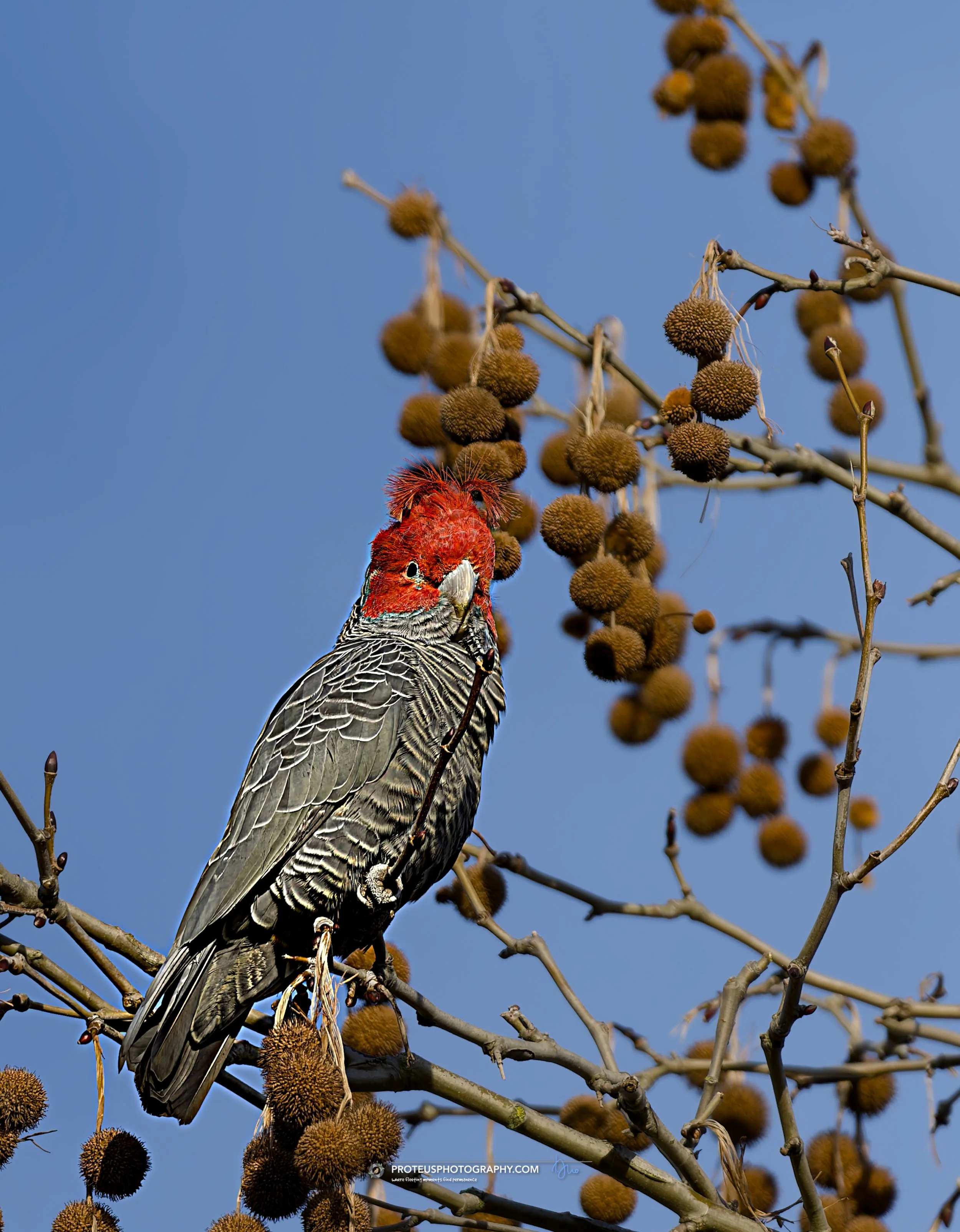 gang-gang cockatoo (Callocephalon fimbriatum