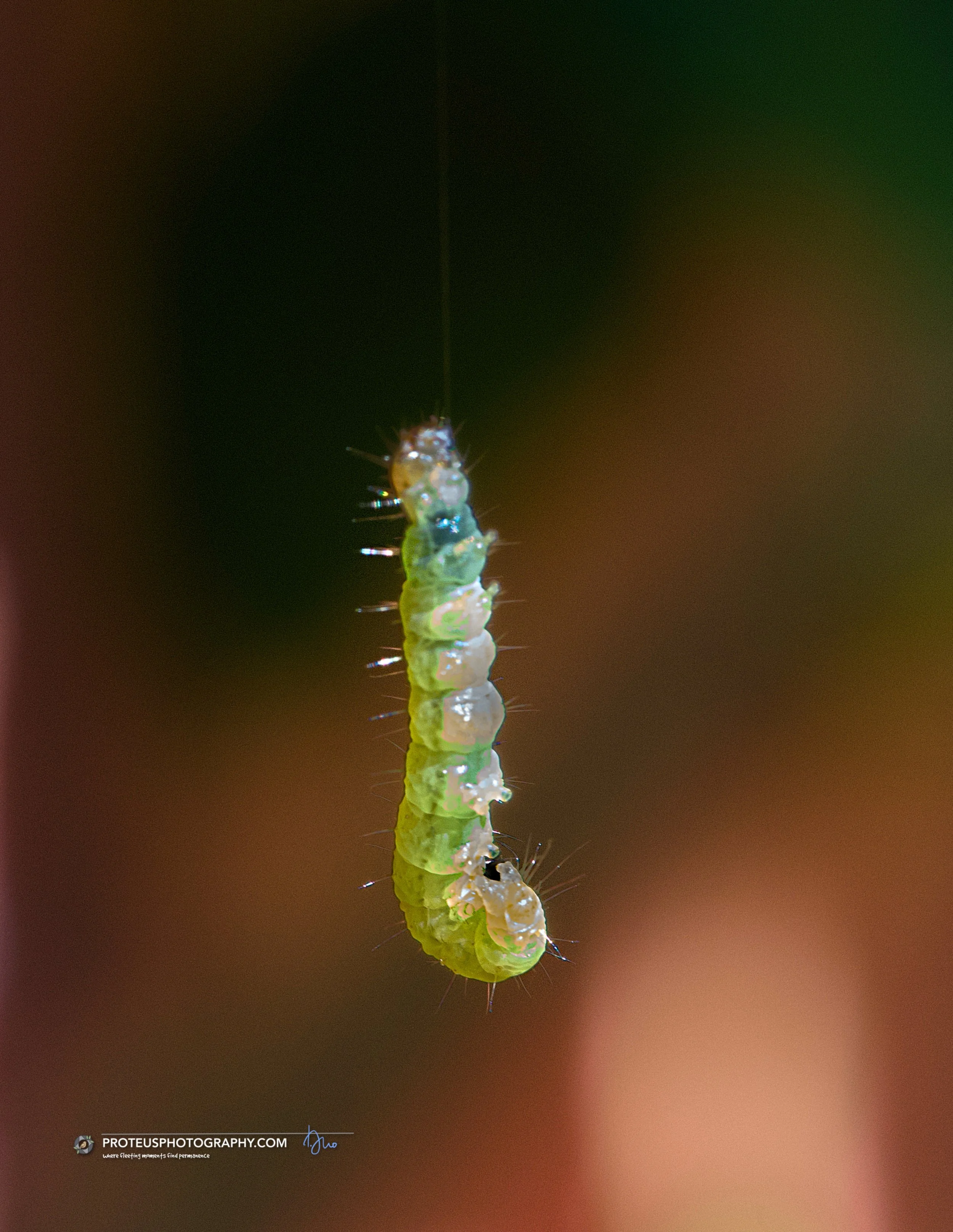 leafroller moth larva, suspended in mid-air by a silk thread. 