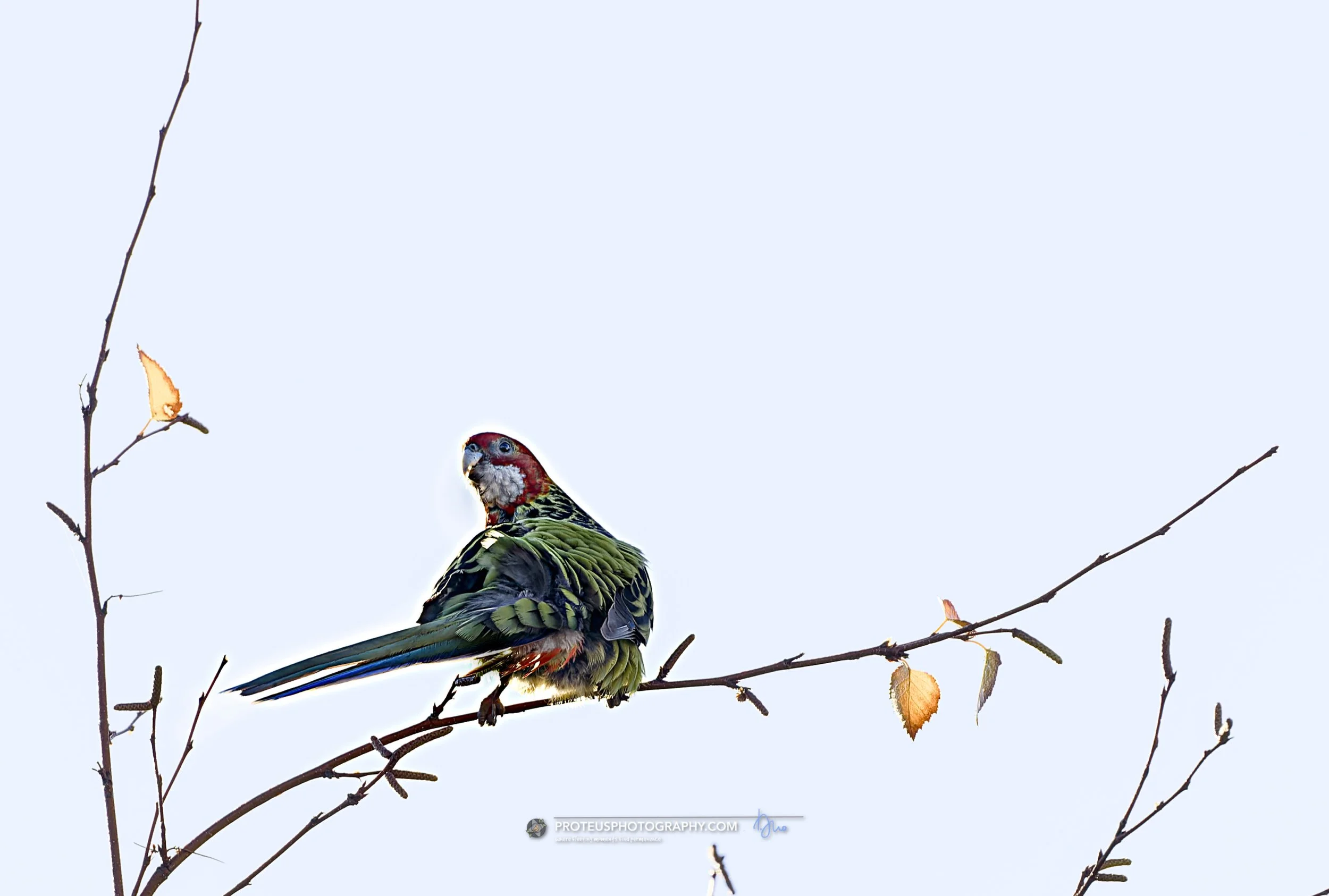  Eastern rosella (Platycercus eximius)