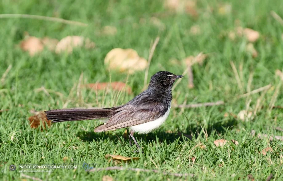 Willie wagtail (Rhipidura leucophrys). 