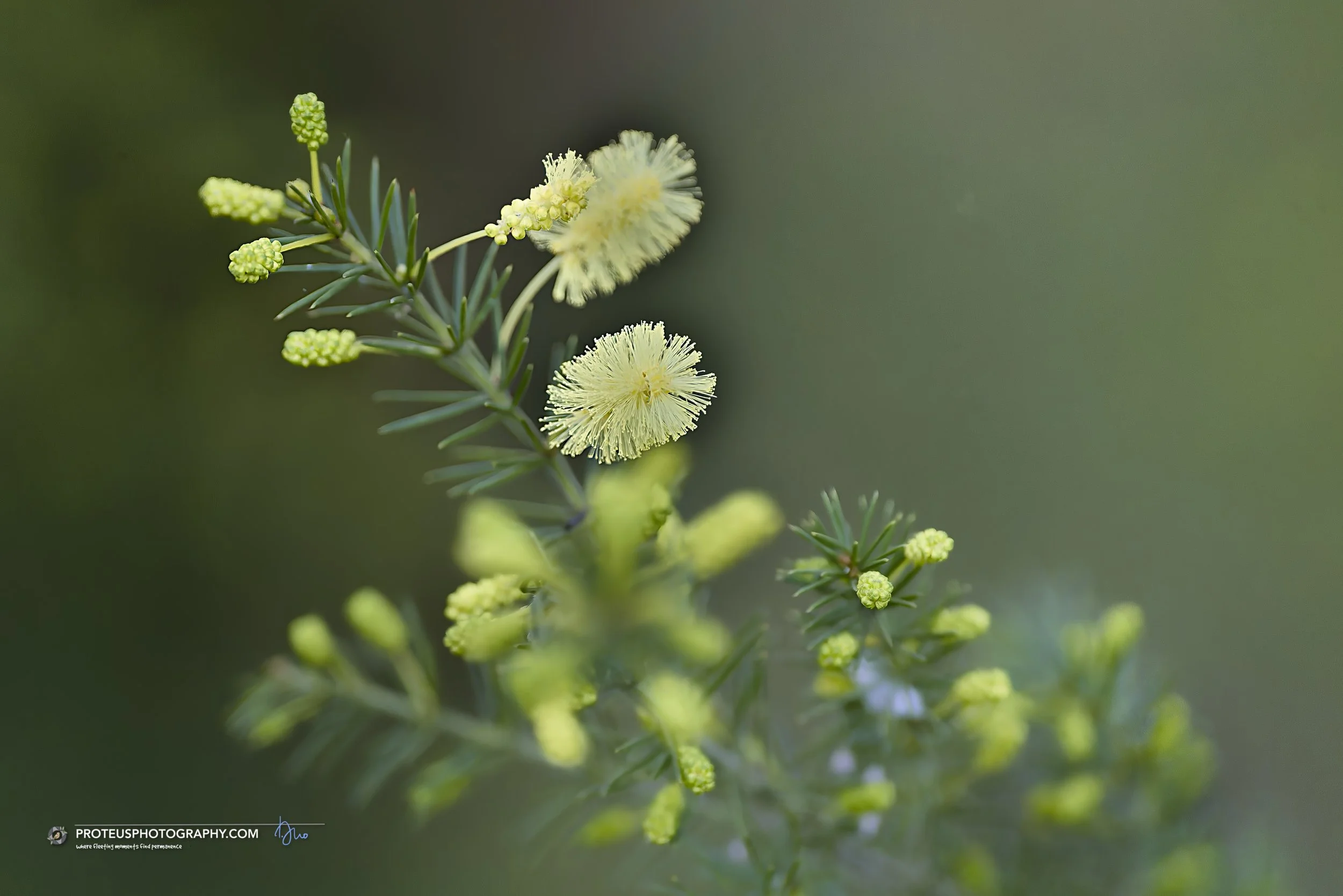 Star Acacia (Acacia verticillata), more commonly known as Prickly Moses