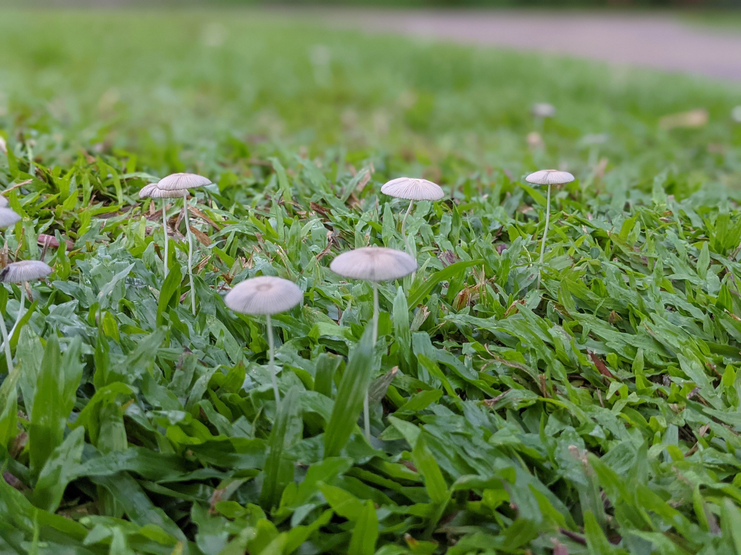 White Dunce Cap (Conocybe apala)