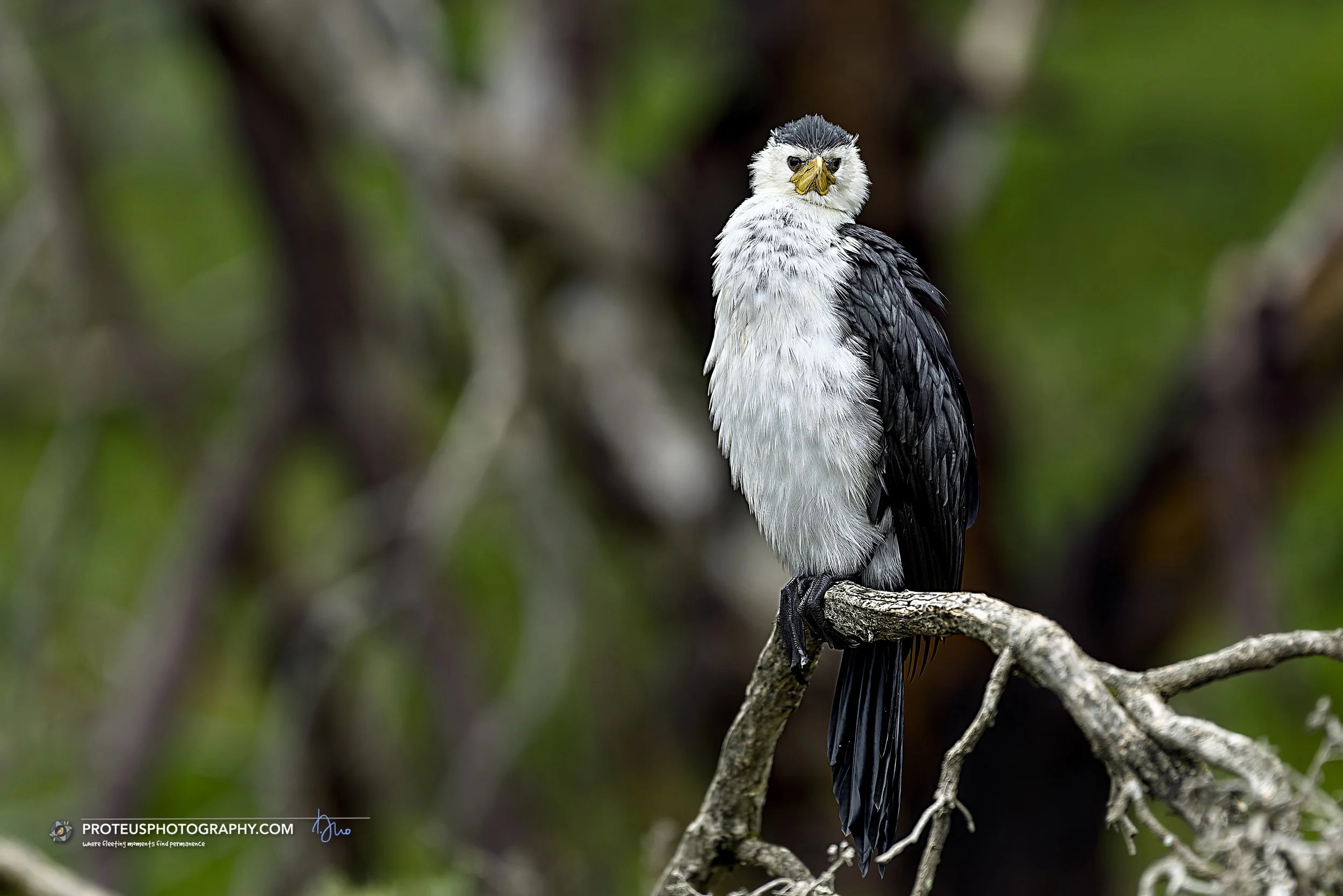 A cormorant is perched on a branch