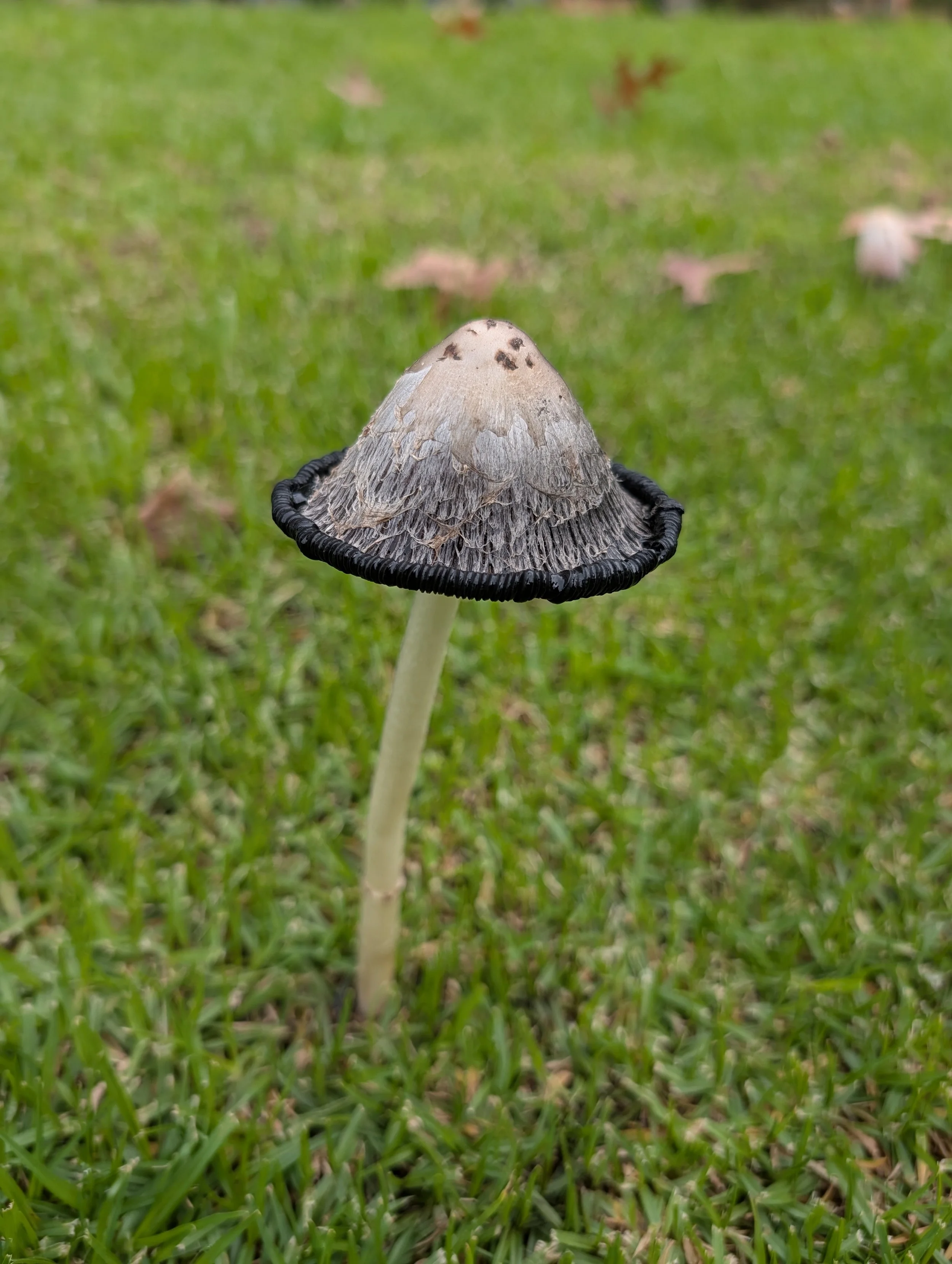 shaggy ink cap (coprinus comatus)