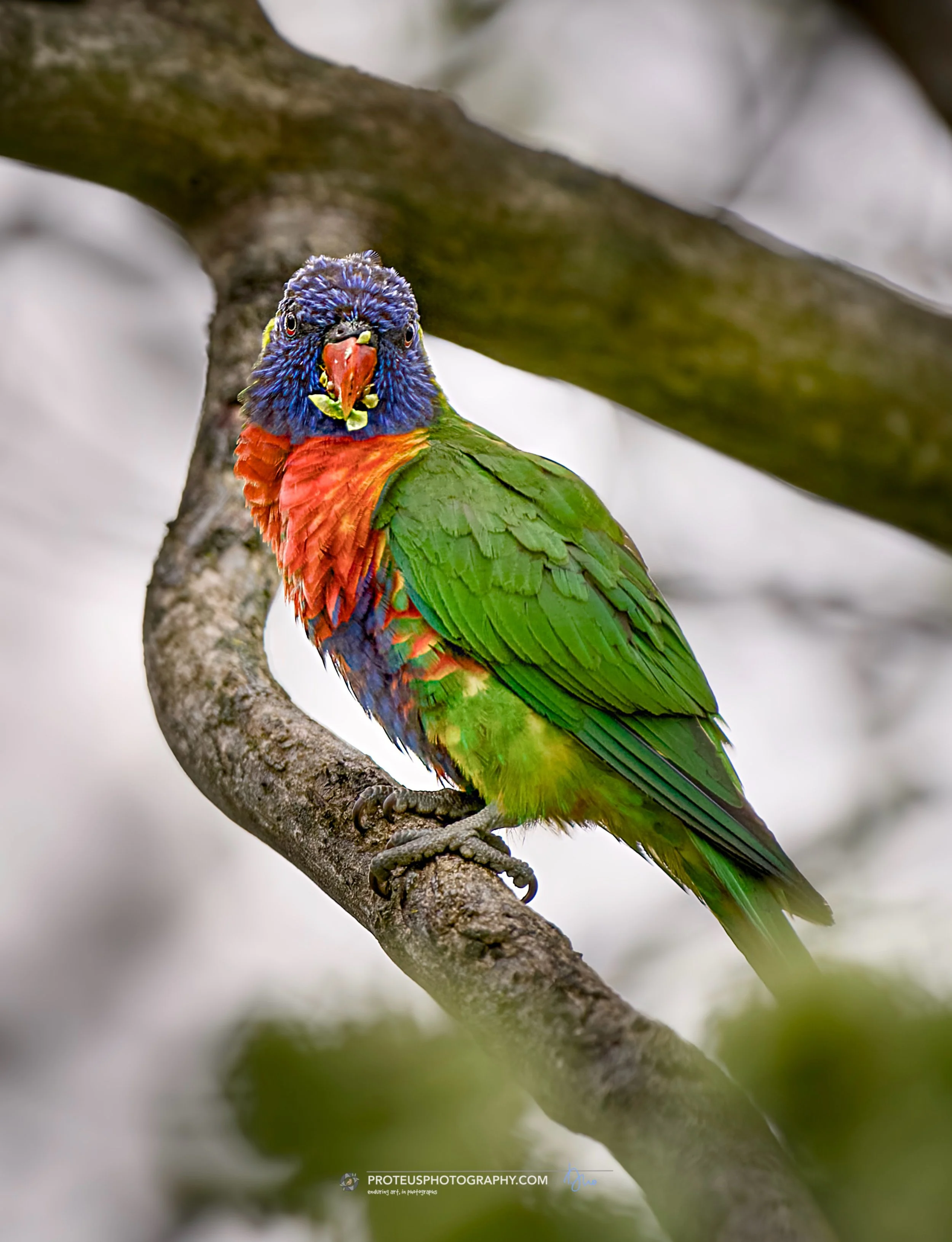 rainbow lorikeet (trichoglossus moluccanus)