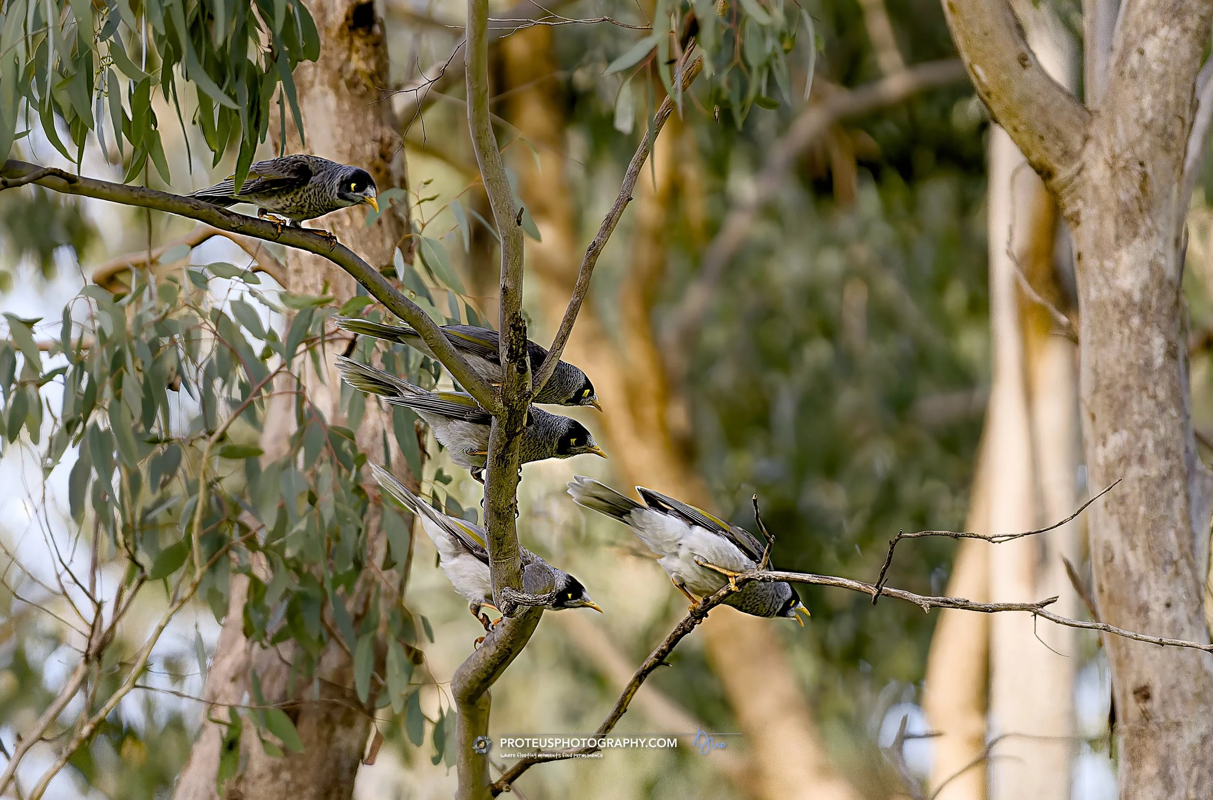 noisy miners excited