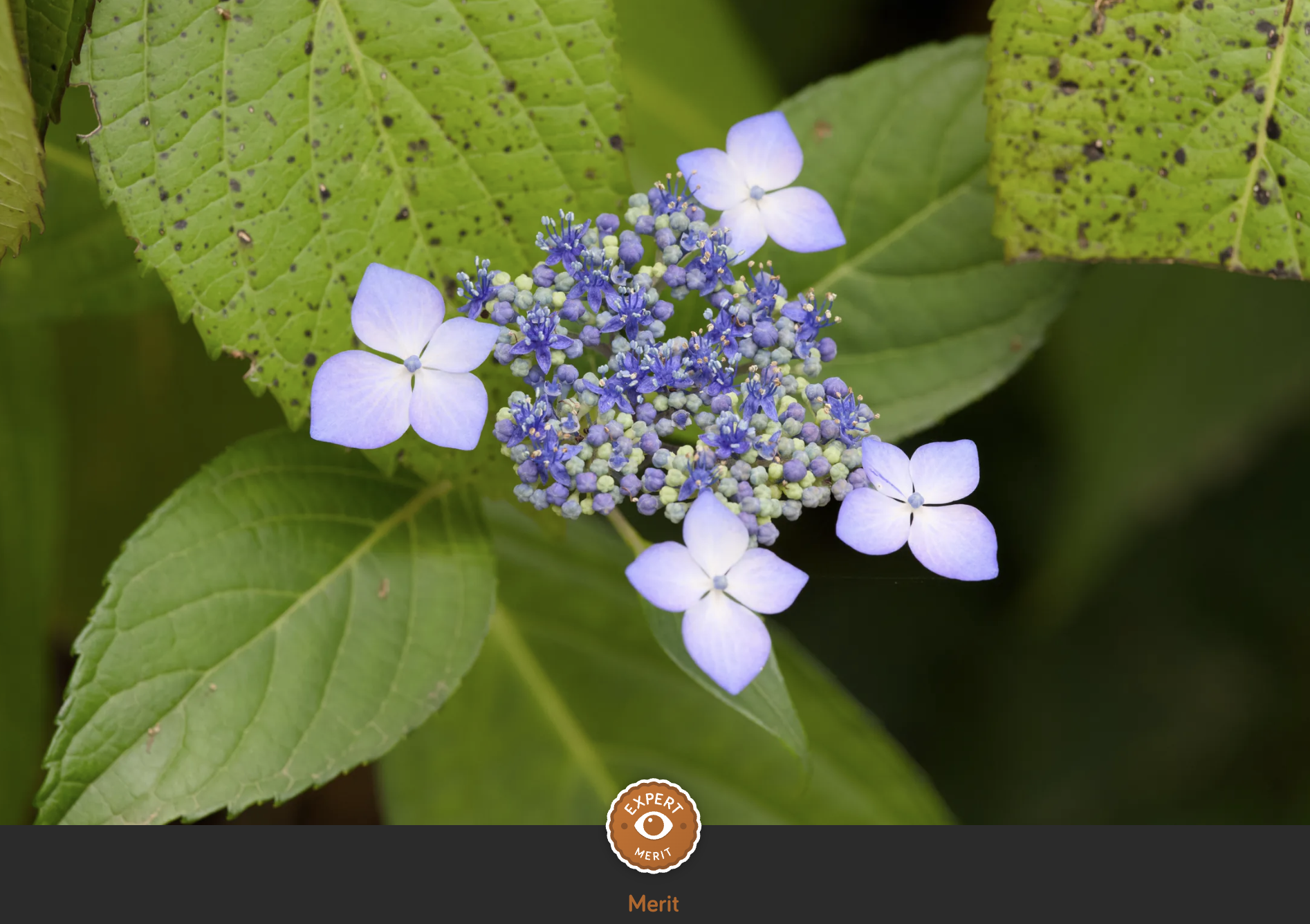 Pinkish-purple and blue hydrangea flowers with green leaves.