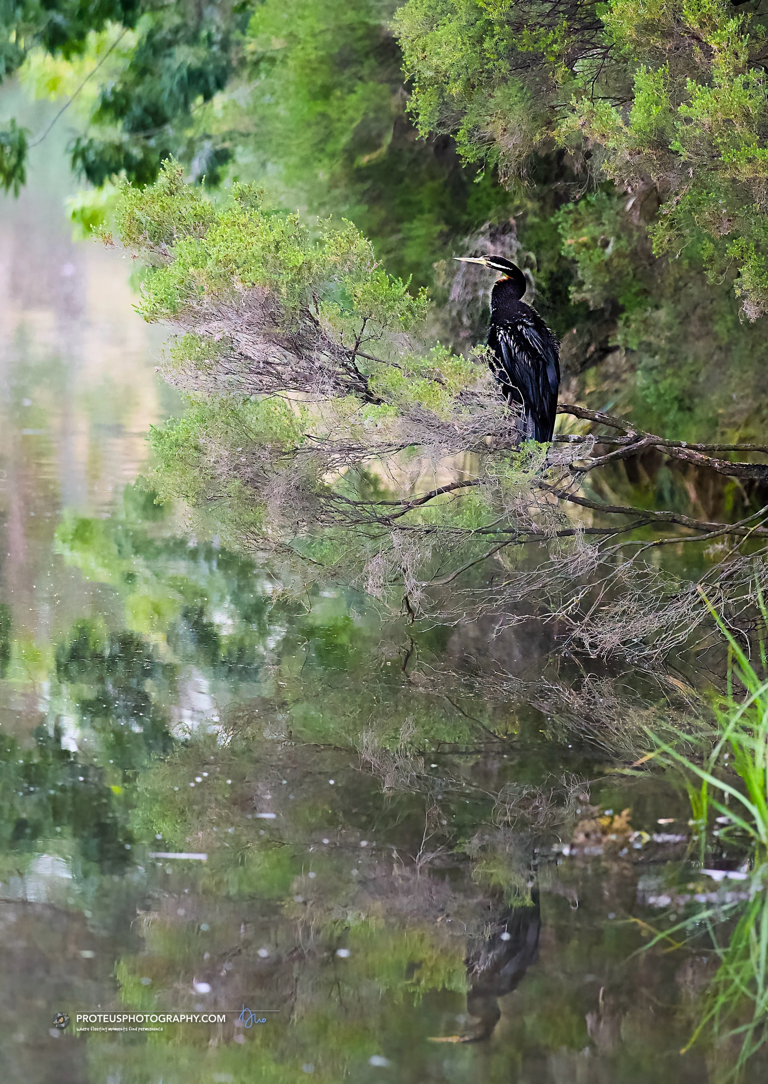 Australasian Darter (Anhinga novaehollandiae)