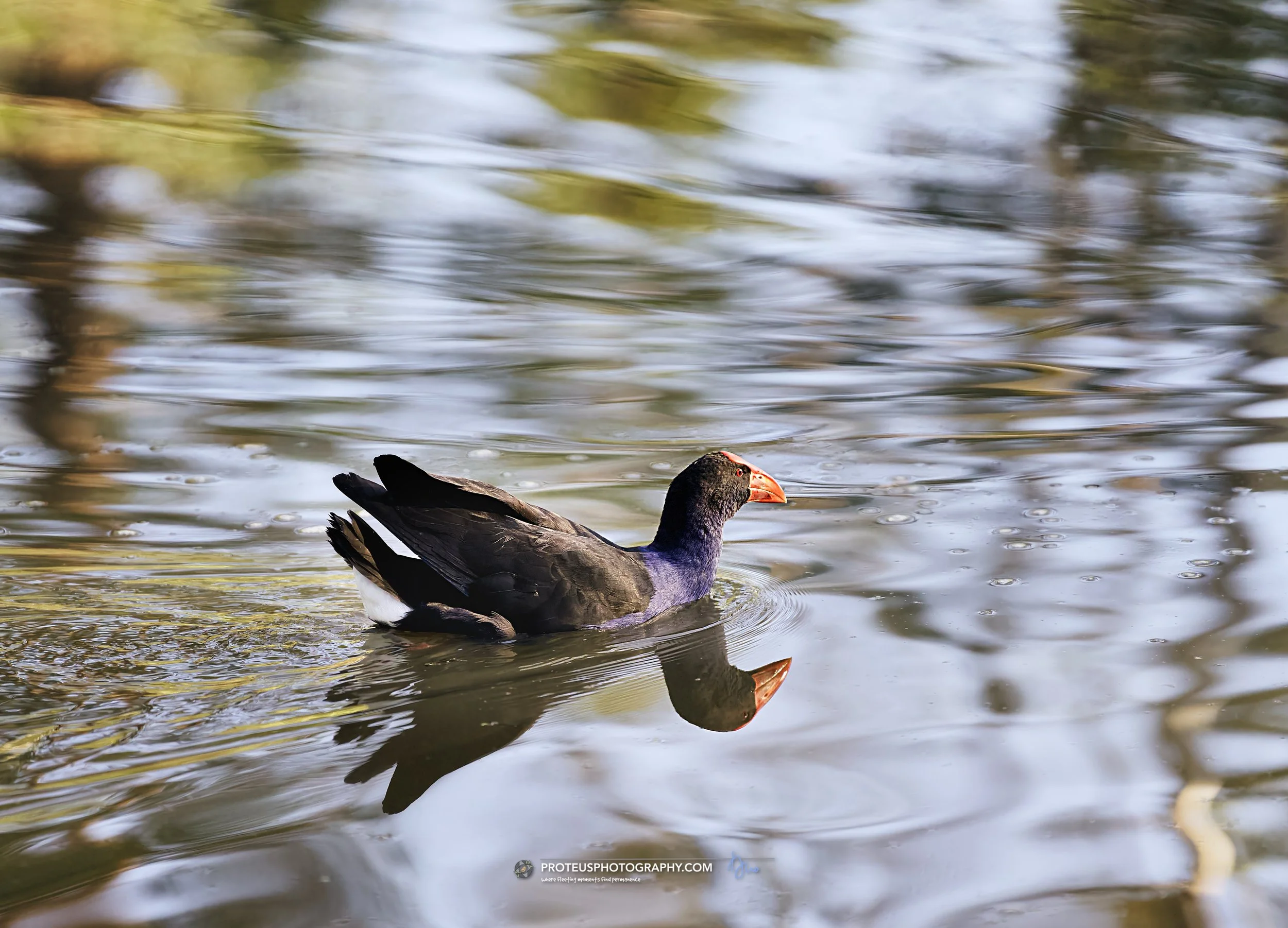 swamphen (porphyrio melanotus), or pūkeko in NZ