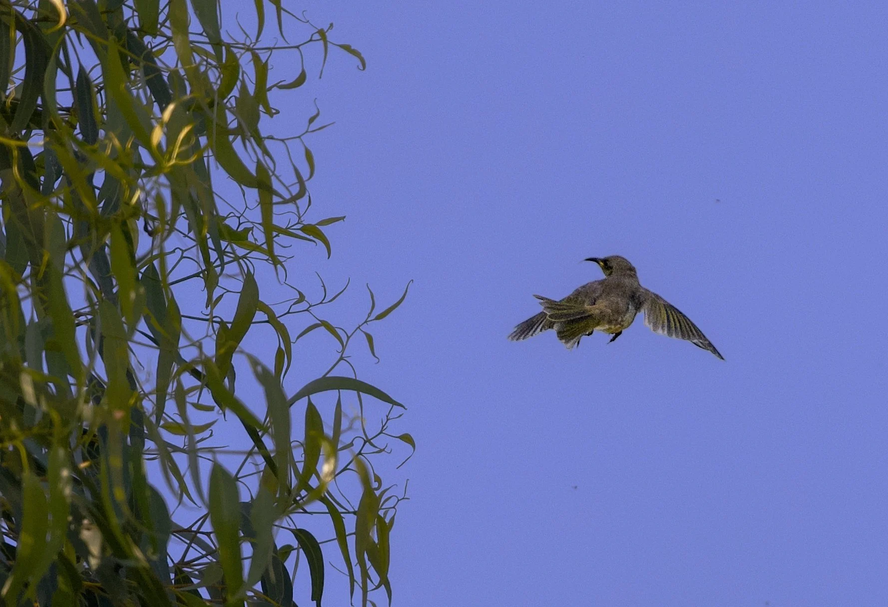 new holland honeyeater in flights