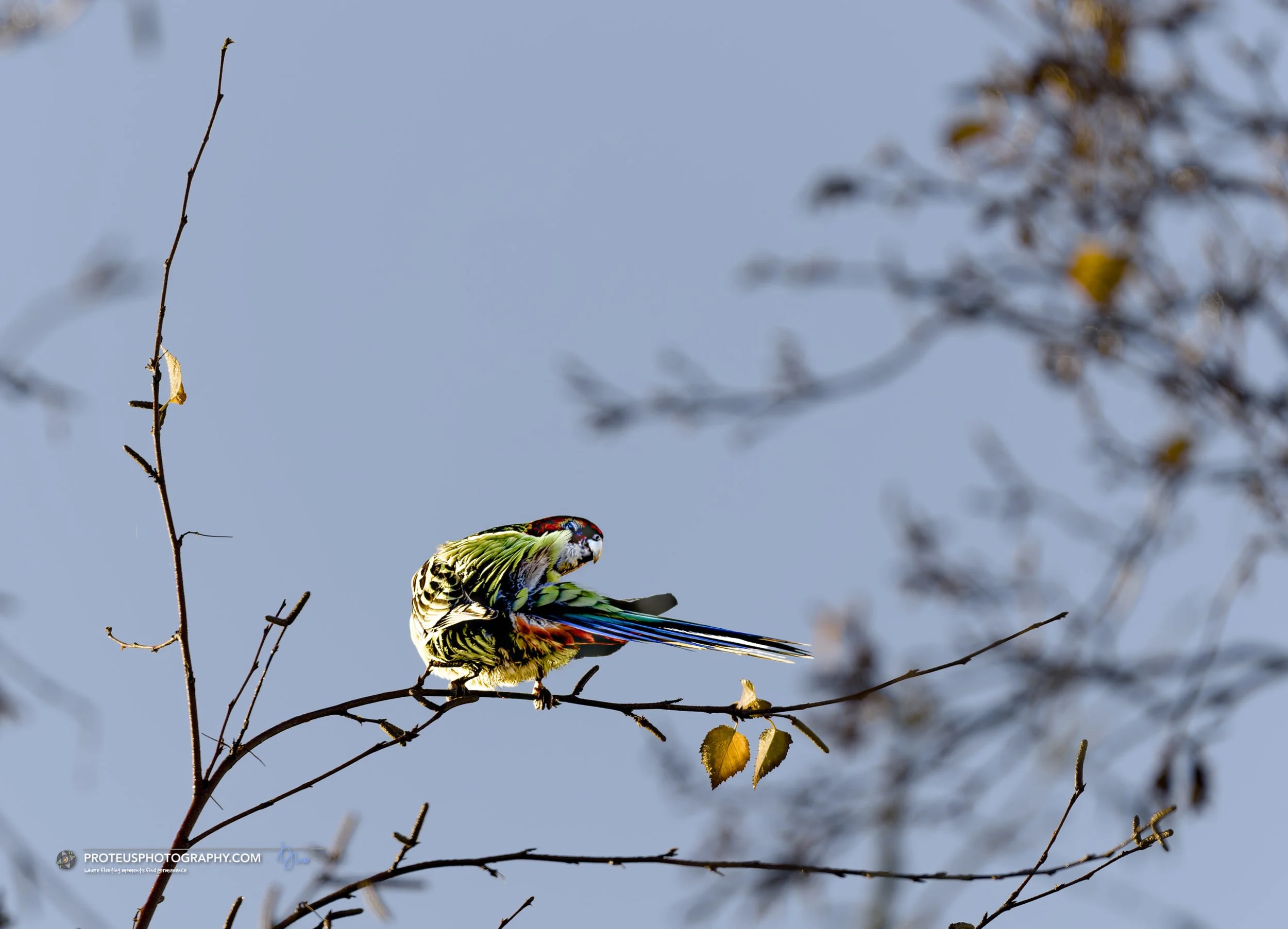  Eastern rosella (Platycercus eximius)