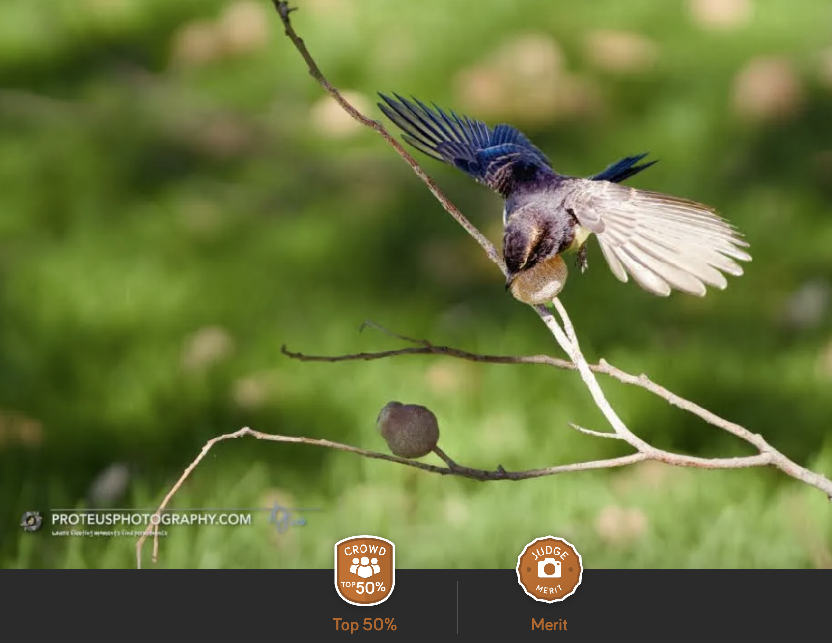 Bird in Flight