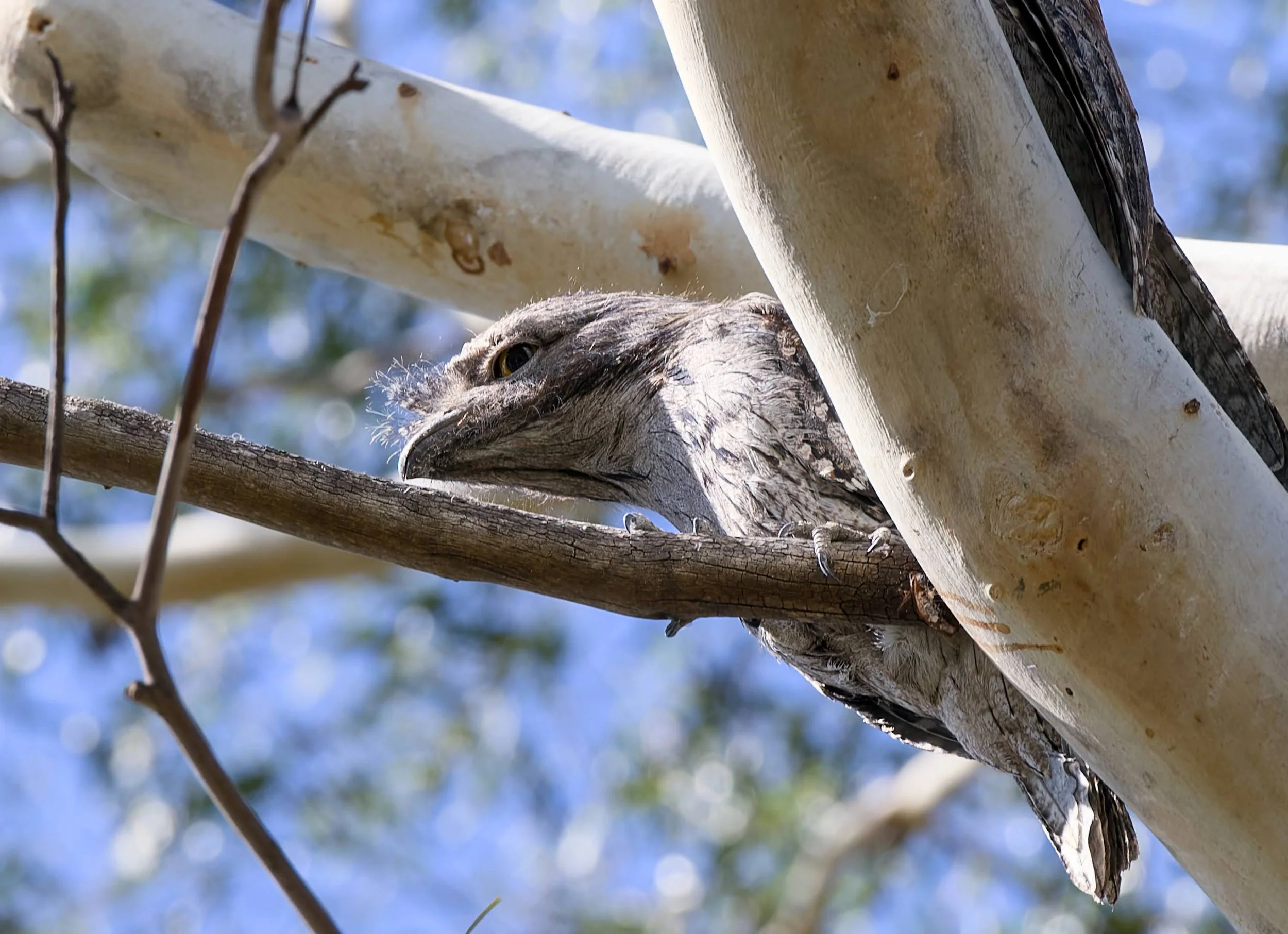 tawny frogmouth (Podargus strigoides) 