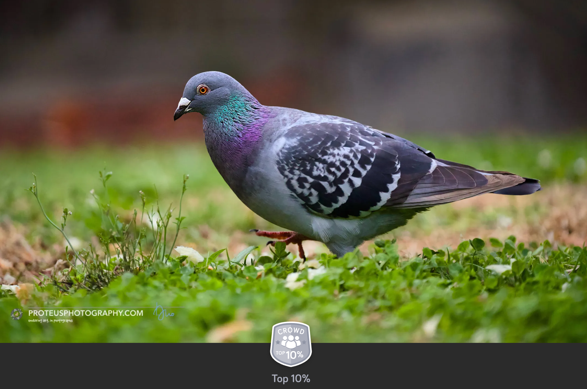 pigeon