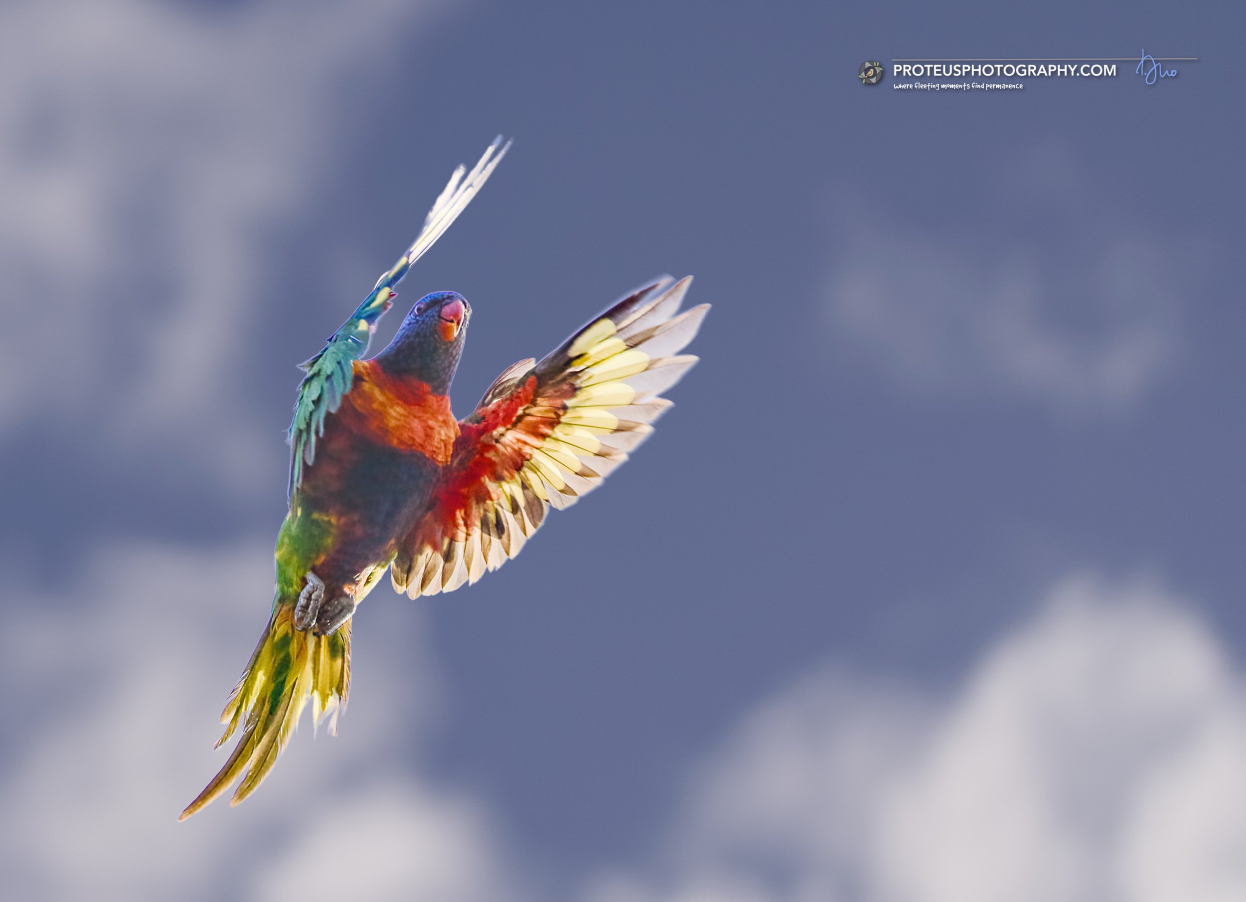 rainbow lorikeet (trichoglossus moluccanus)