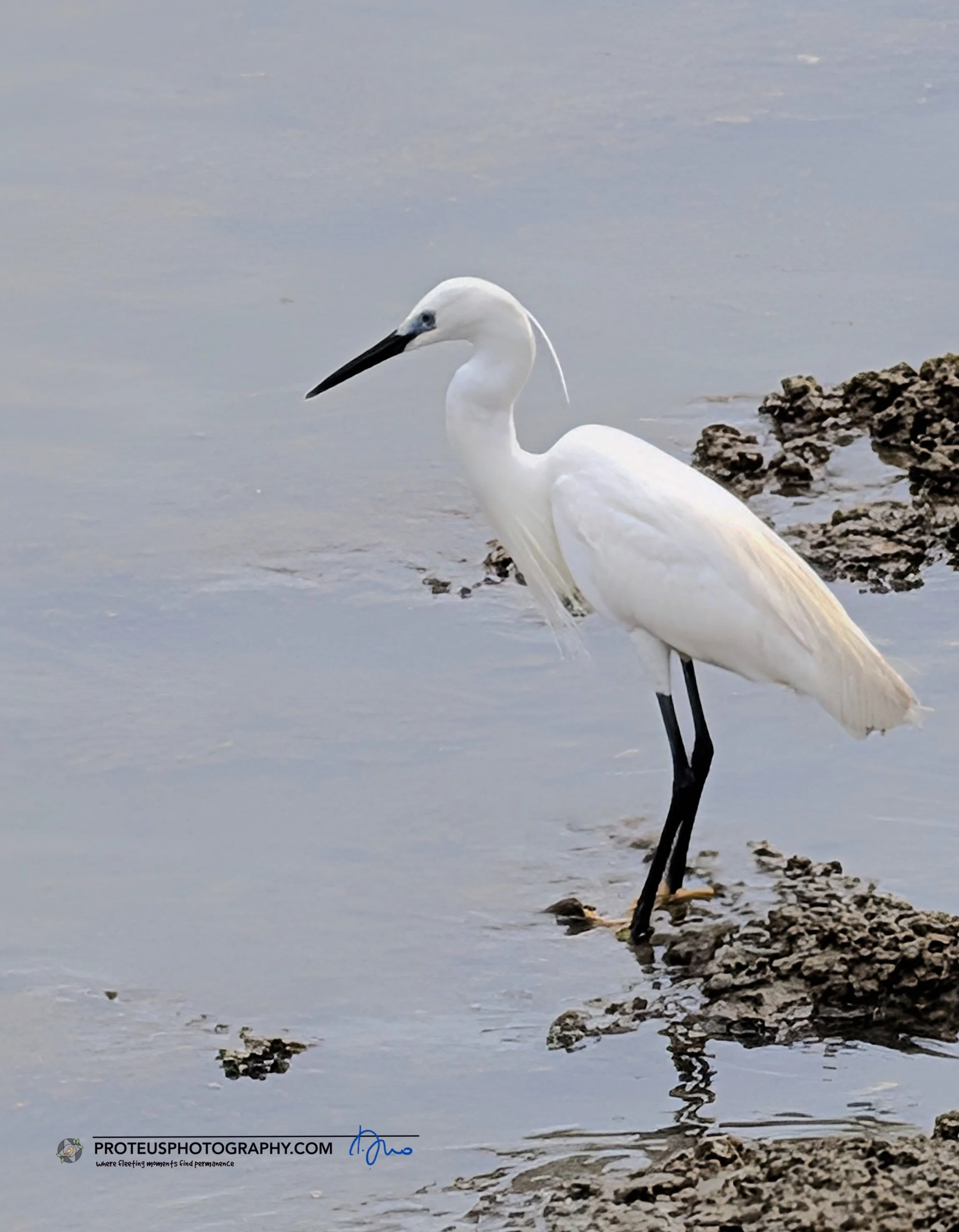 Egret, by the beach