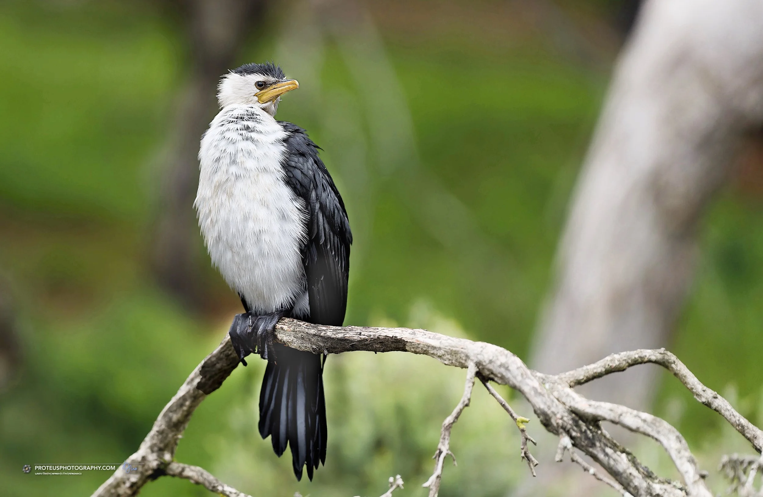 A bird with black and white feathers perches on a branch against a blurred green background.
