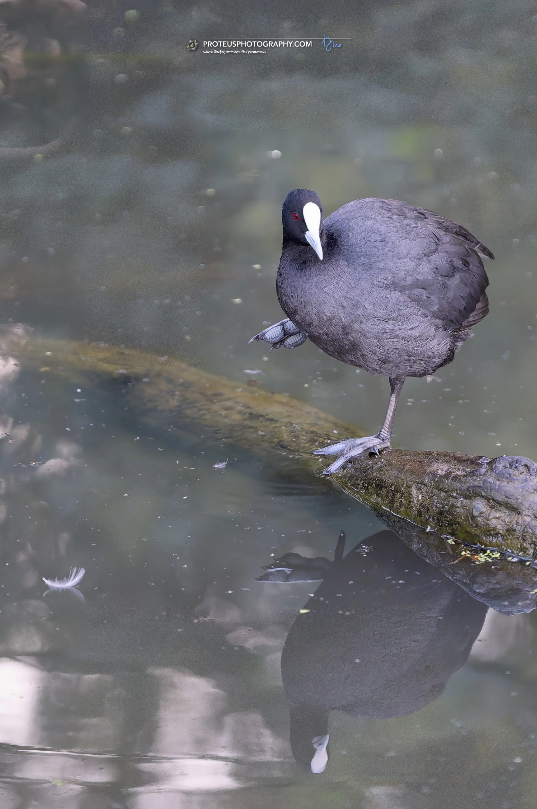 Eurasian coot (Fulica atra),