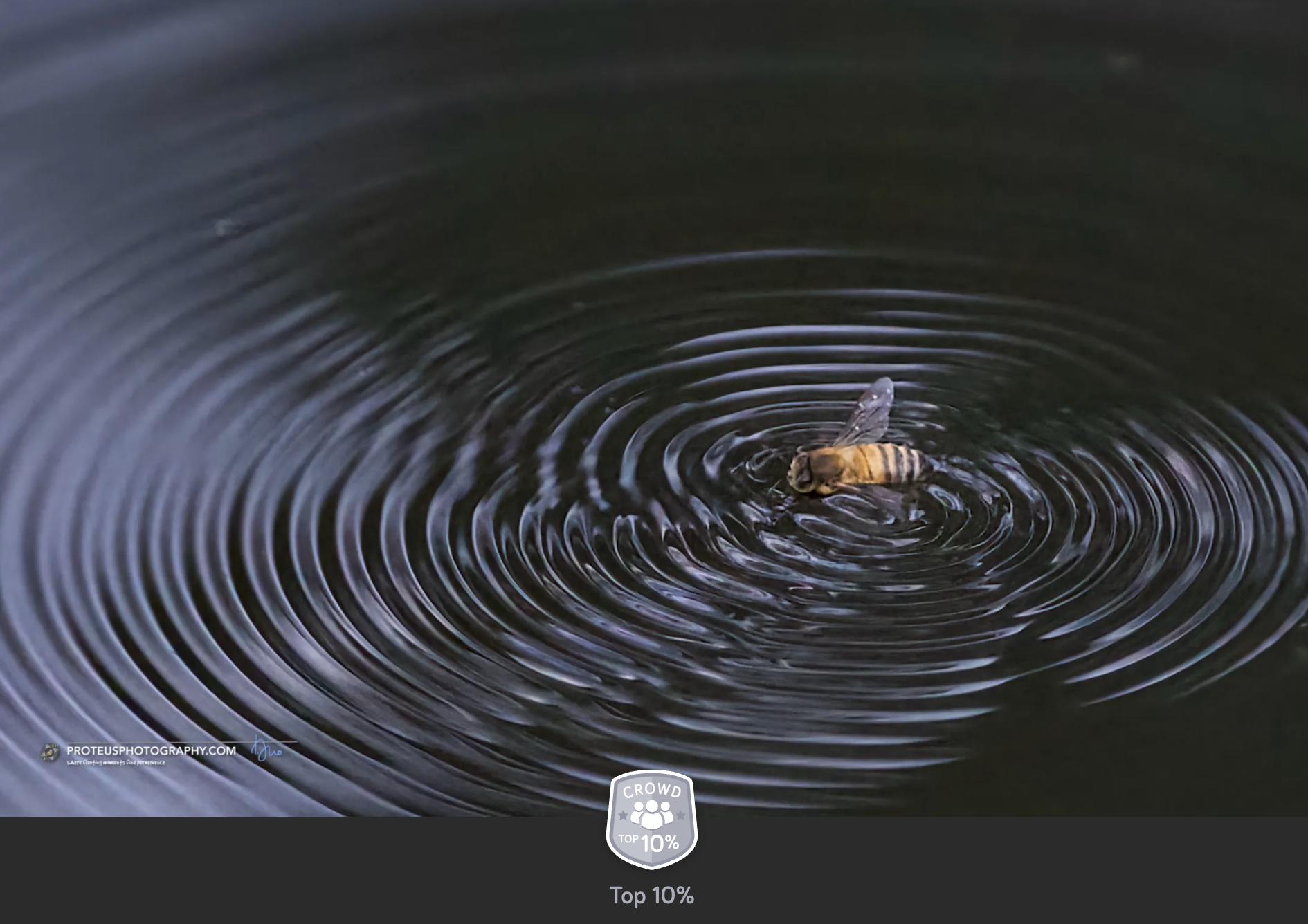 water and bee