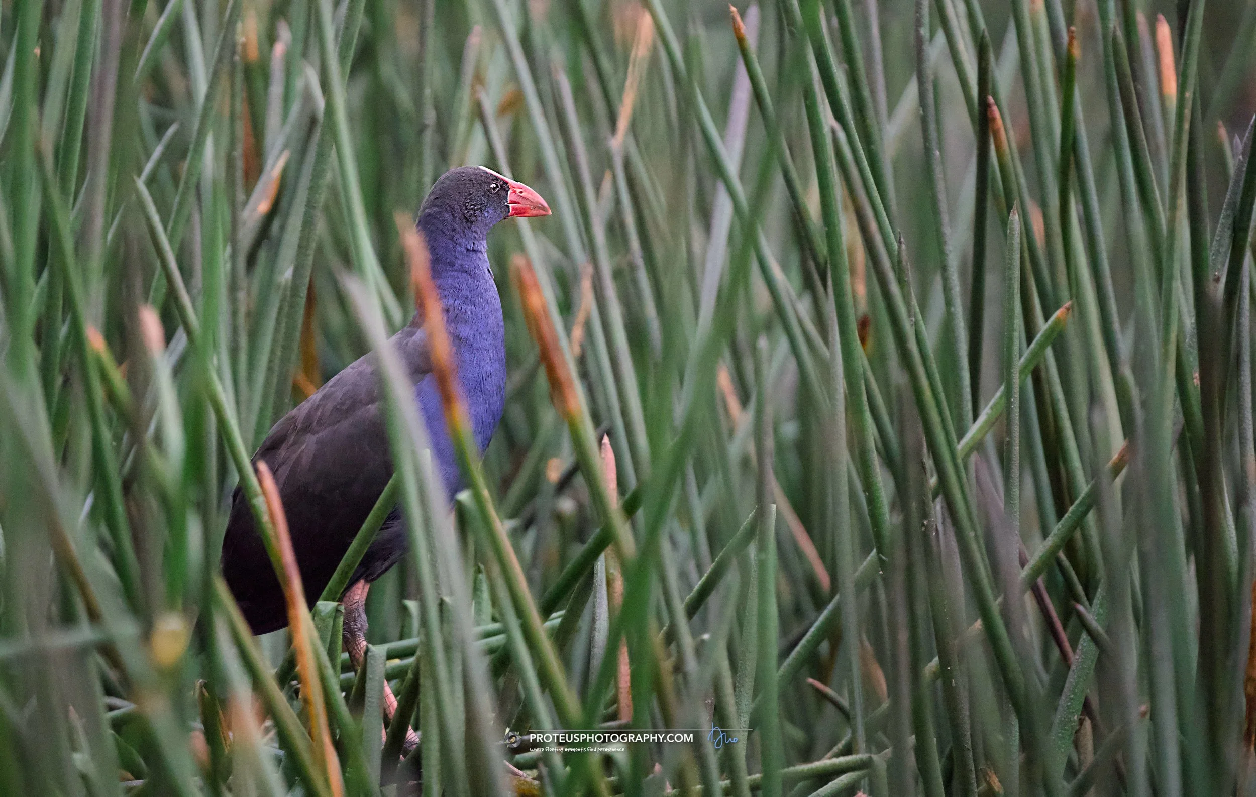 swamphen (porphyrio melanotus)