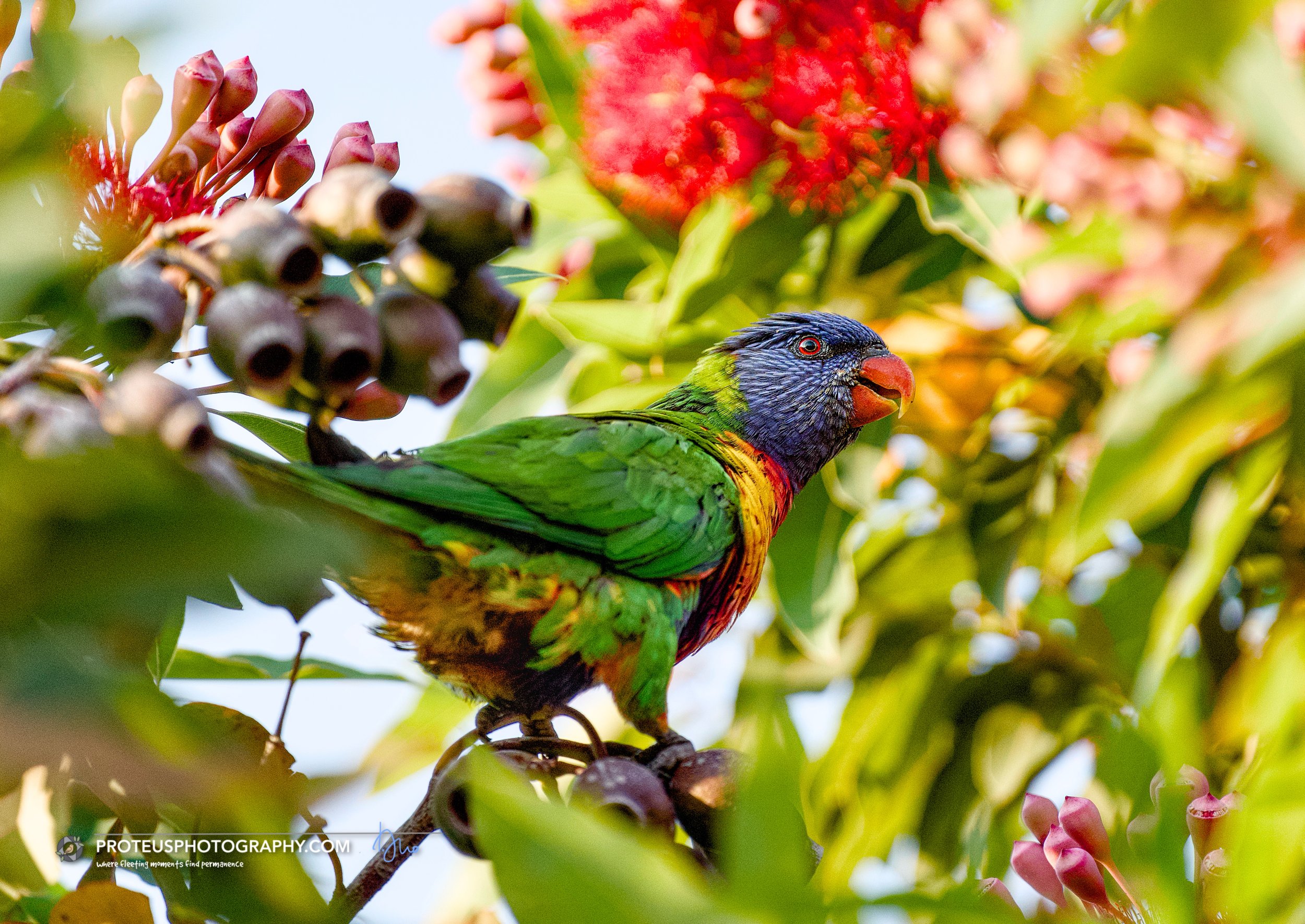 rainbow lorikeet (trichoglossus moluccanus)