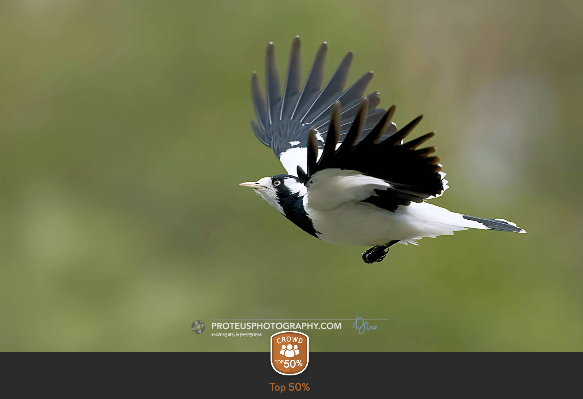 magpie-lark in flight
