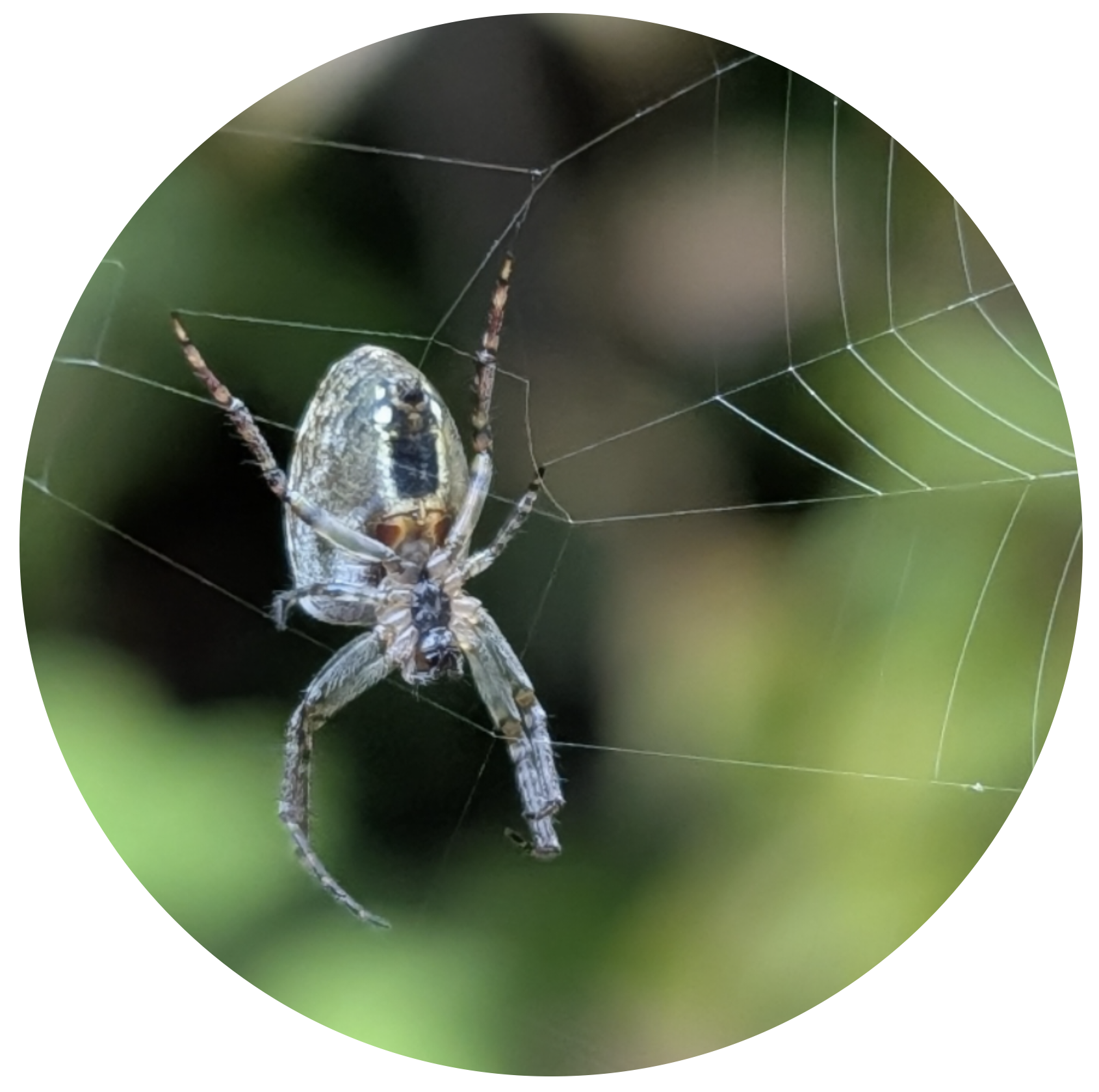 Close-up of a spider web with a small spider in the process of wrapping a fly in silk.