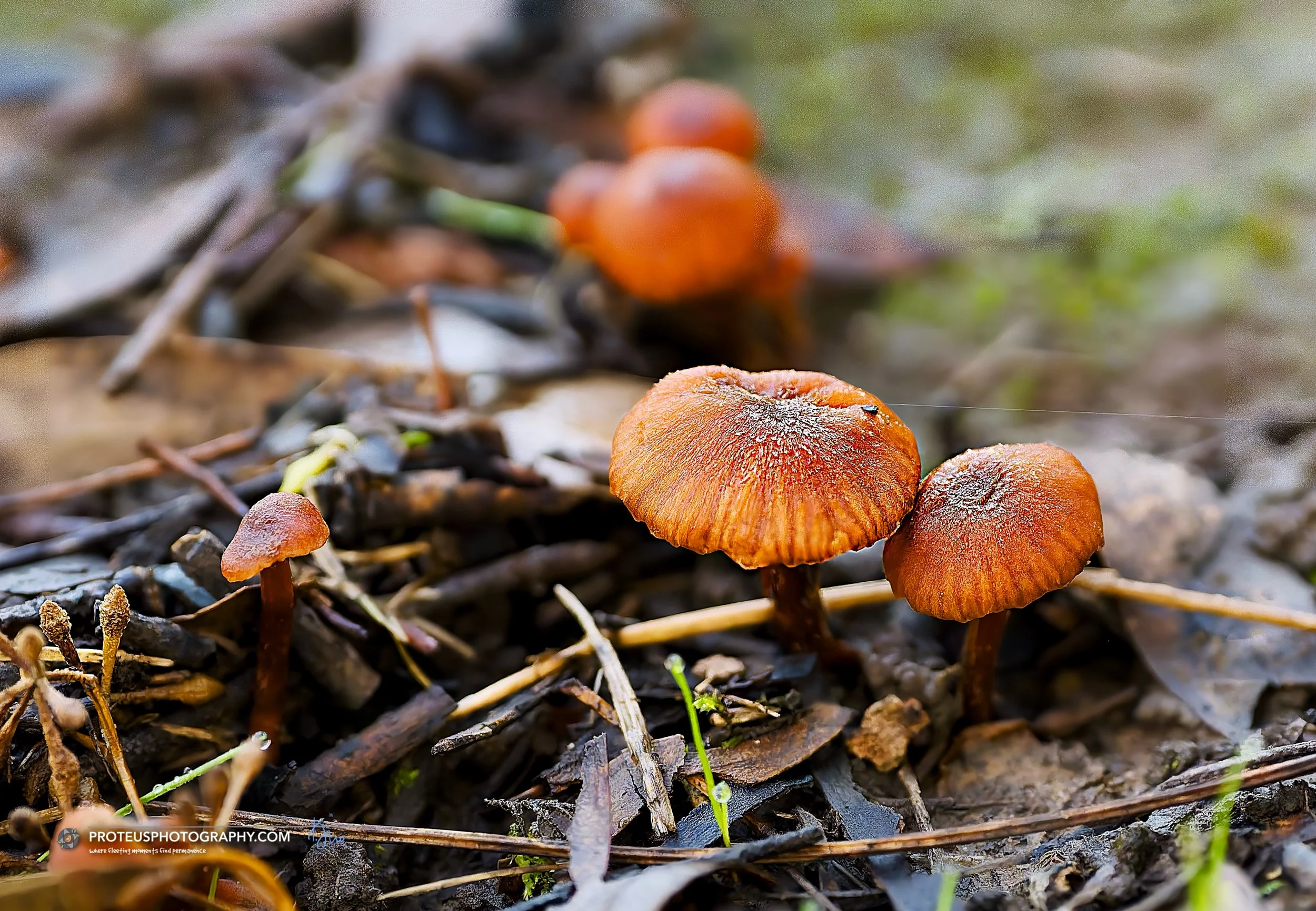 Laccaria laccata, commonly known as the deceiver - when younger it often assumes red, pinkish brown, and orange tones